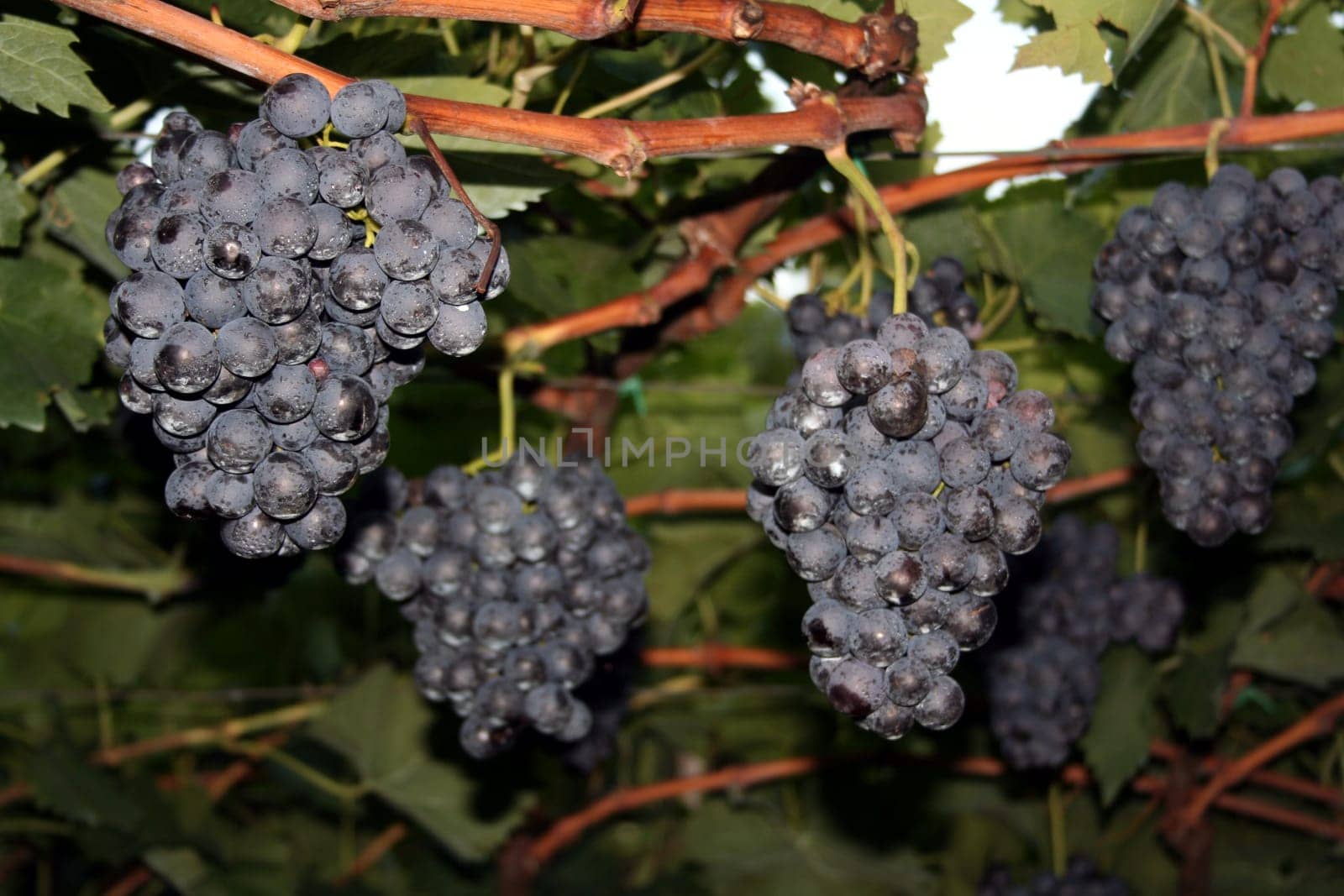 kuz before the grape harvest