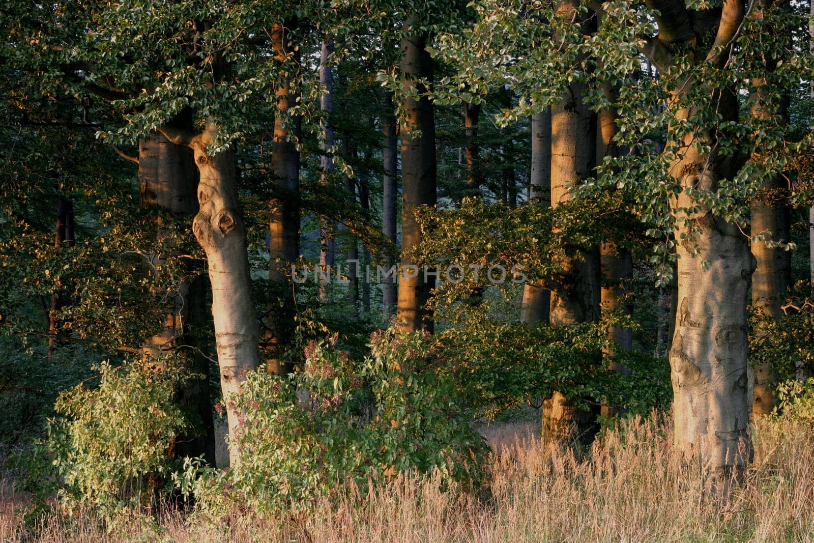 The edge of the forest in the evening