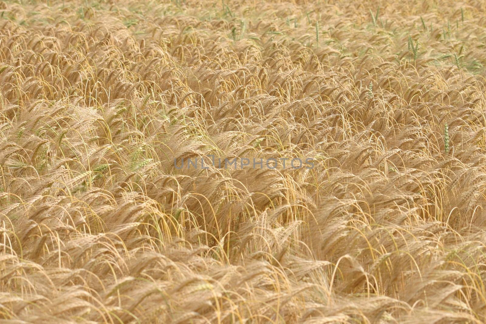 Grain field