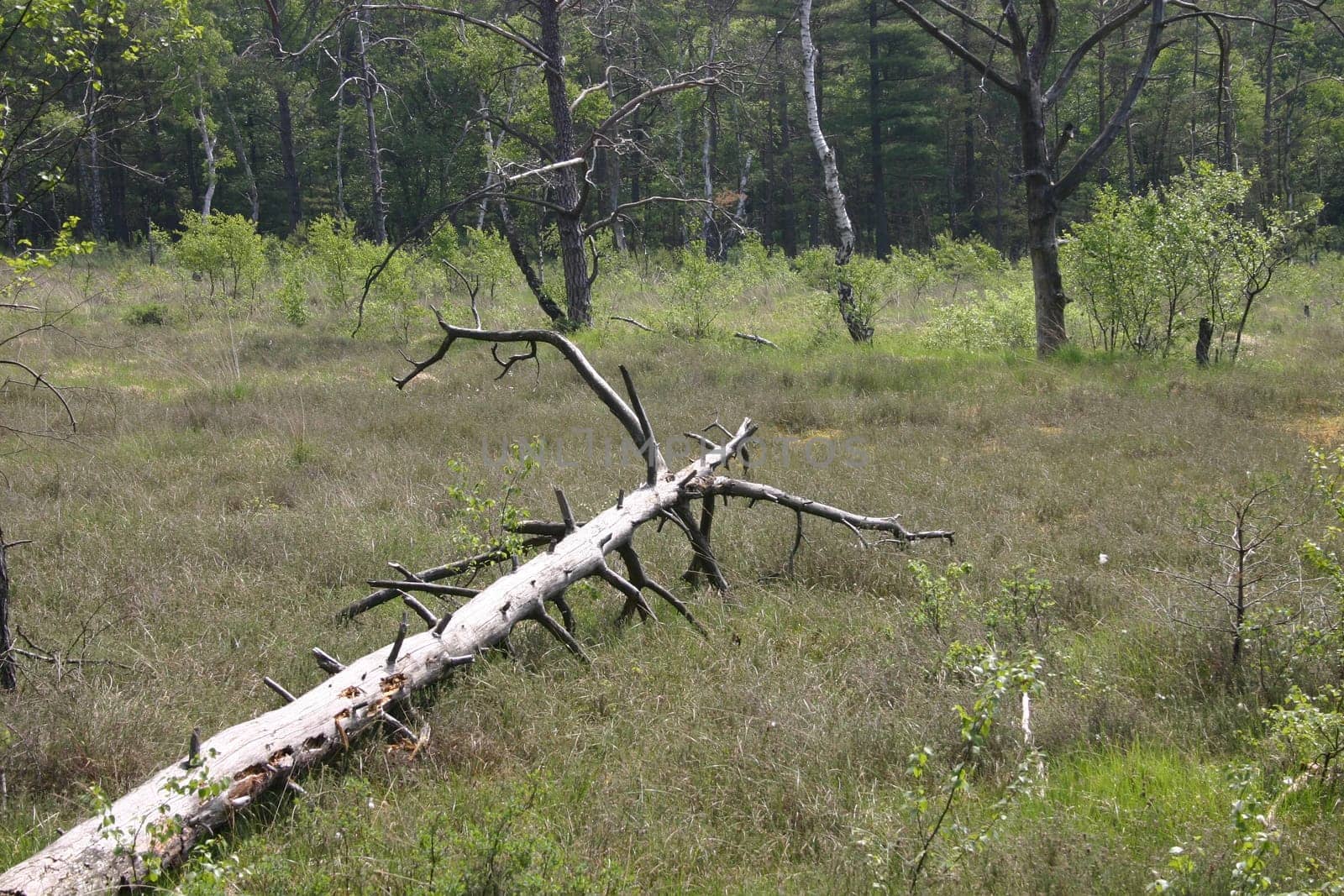 Moor