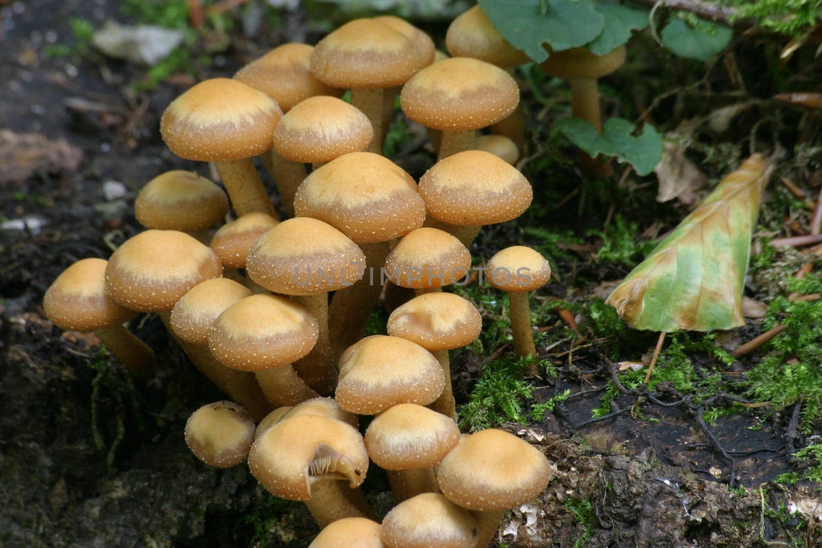 Mushroom Assembly