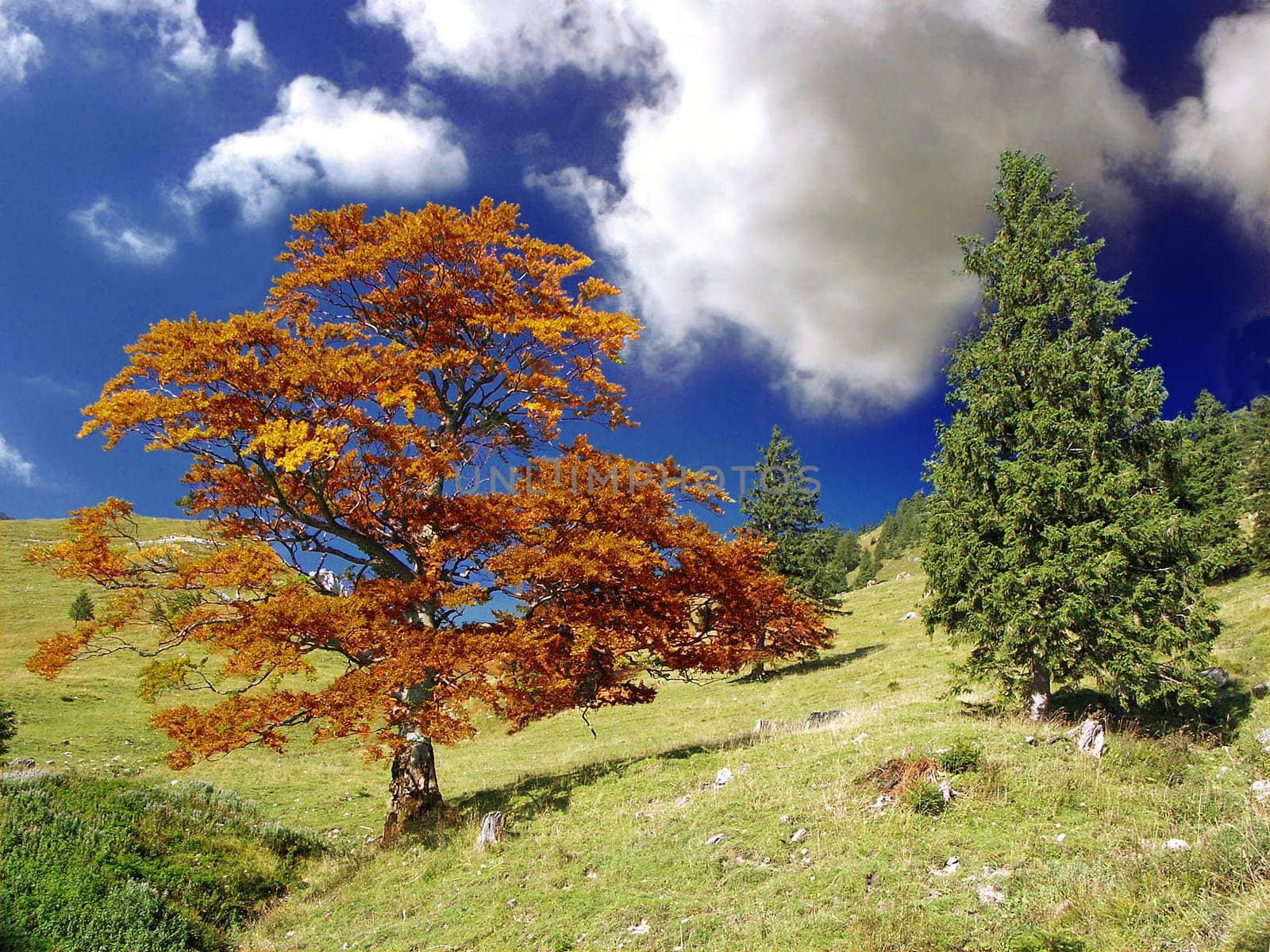Autumn