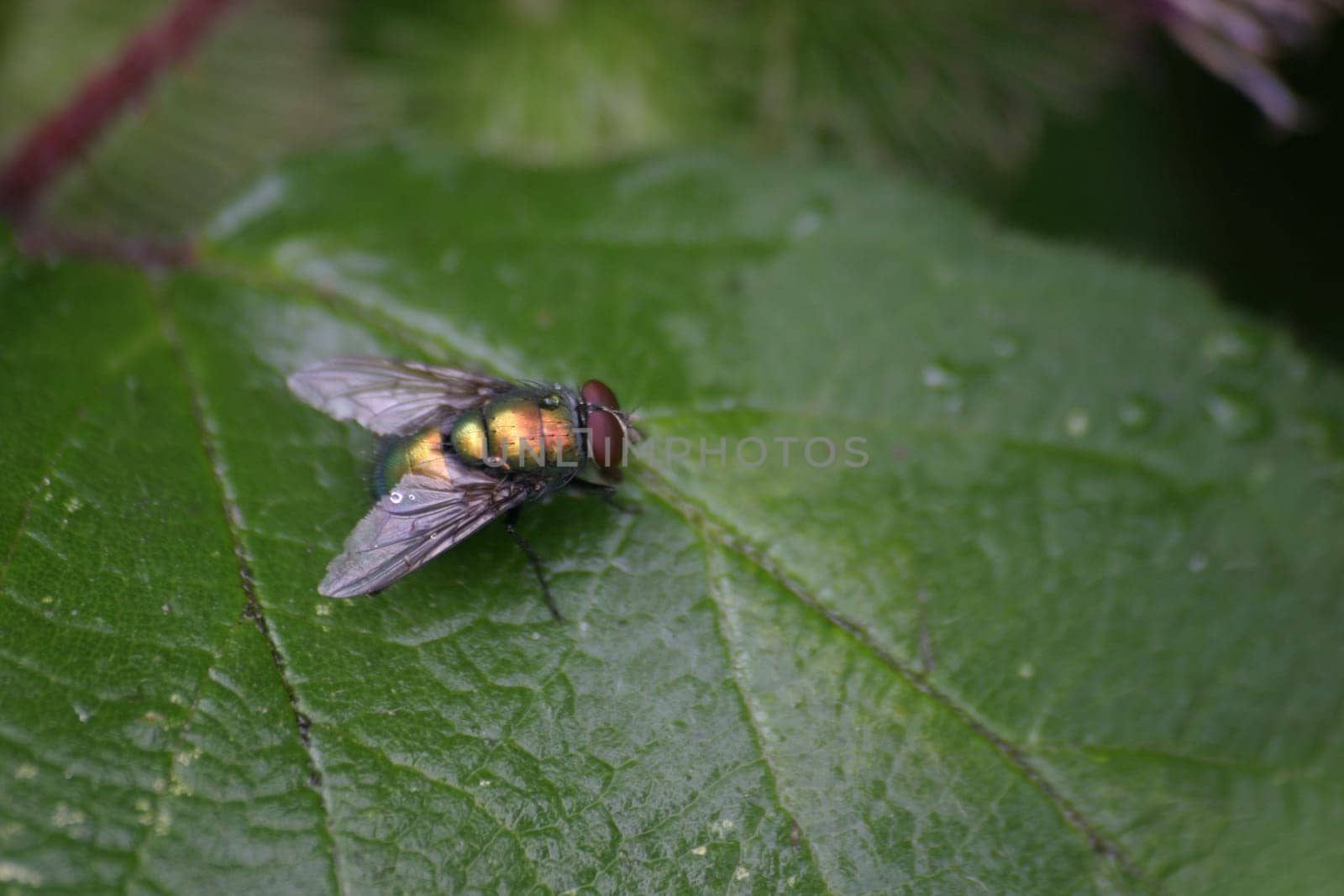 Blowfly