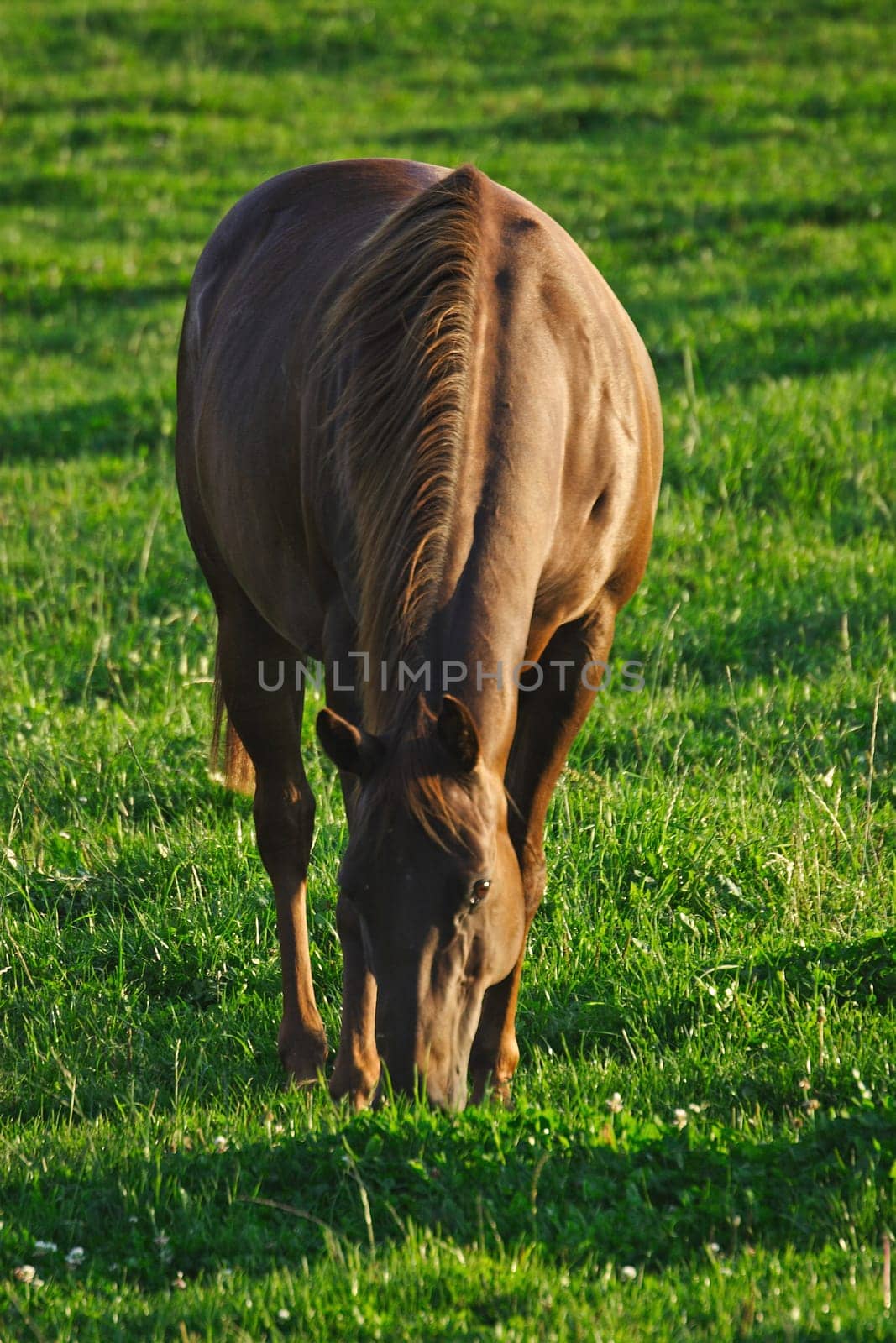 in the evening light