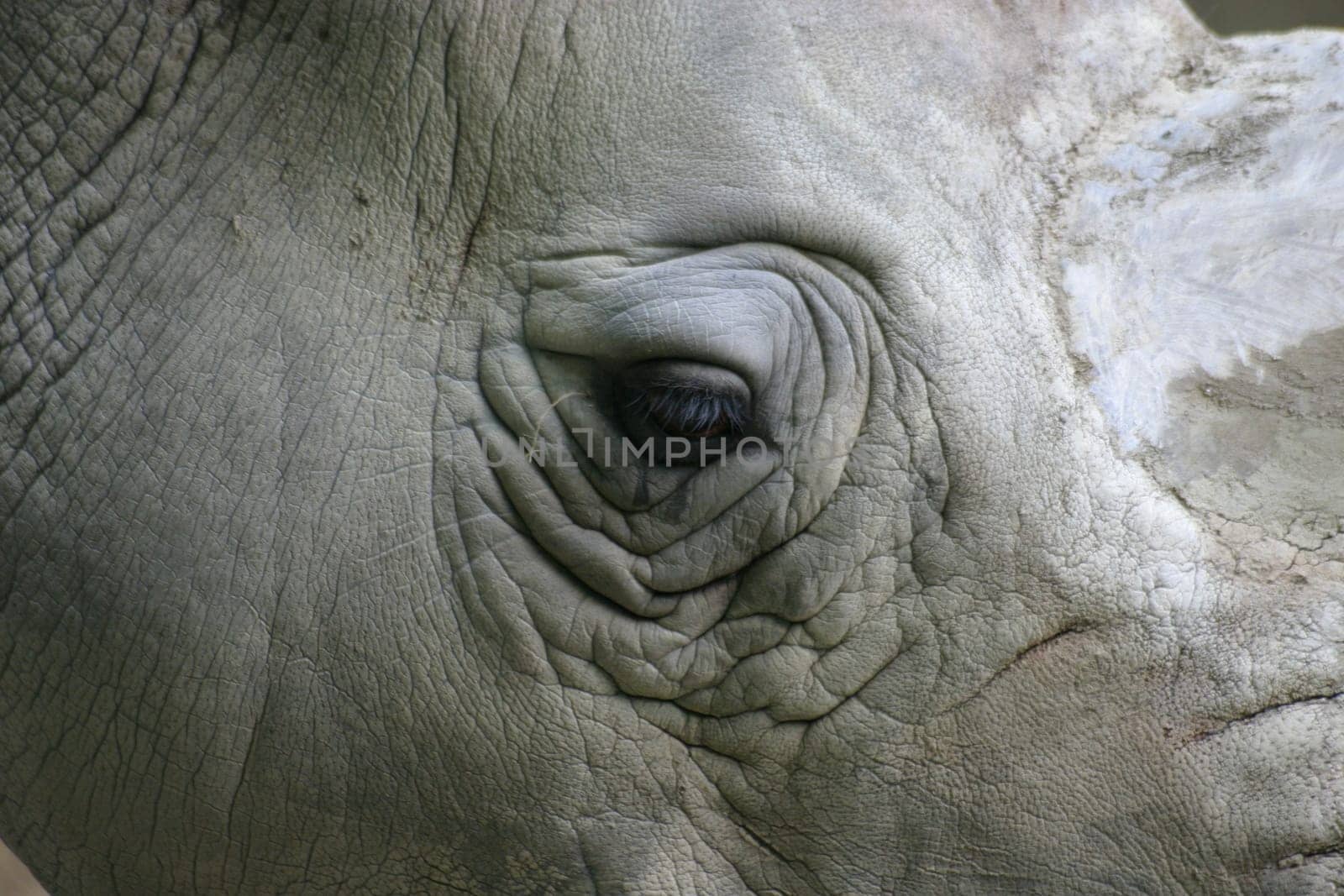Rhinoceros