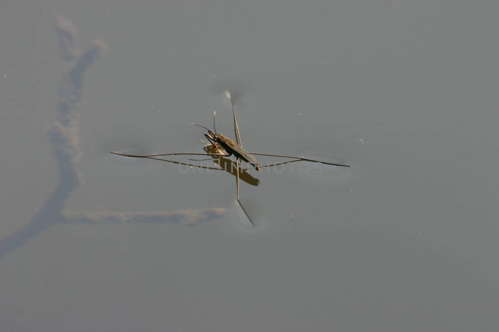 Water strider