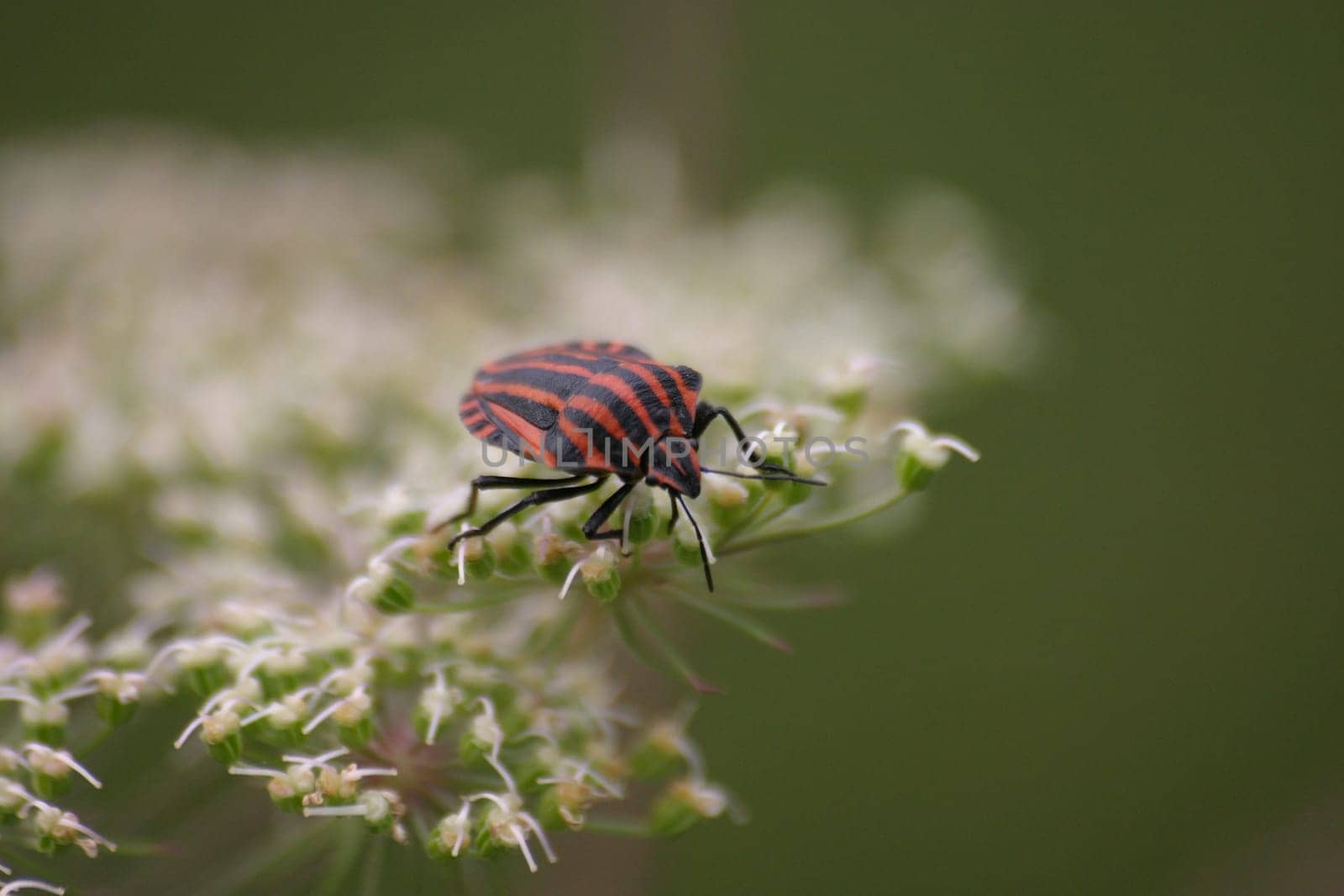 Striped bug