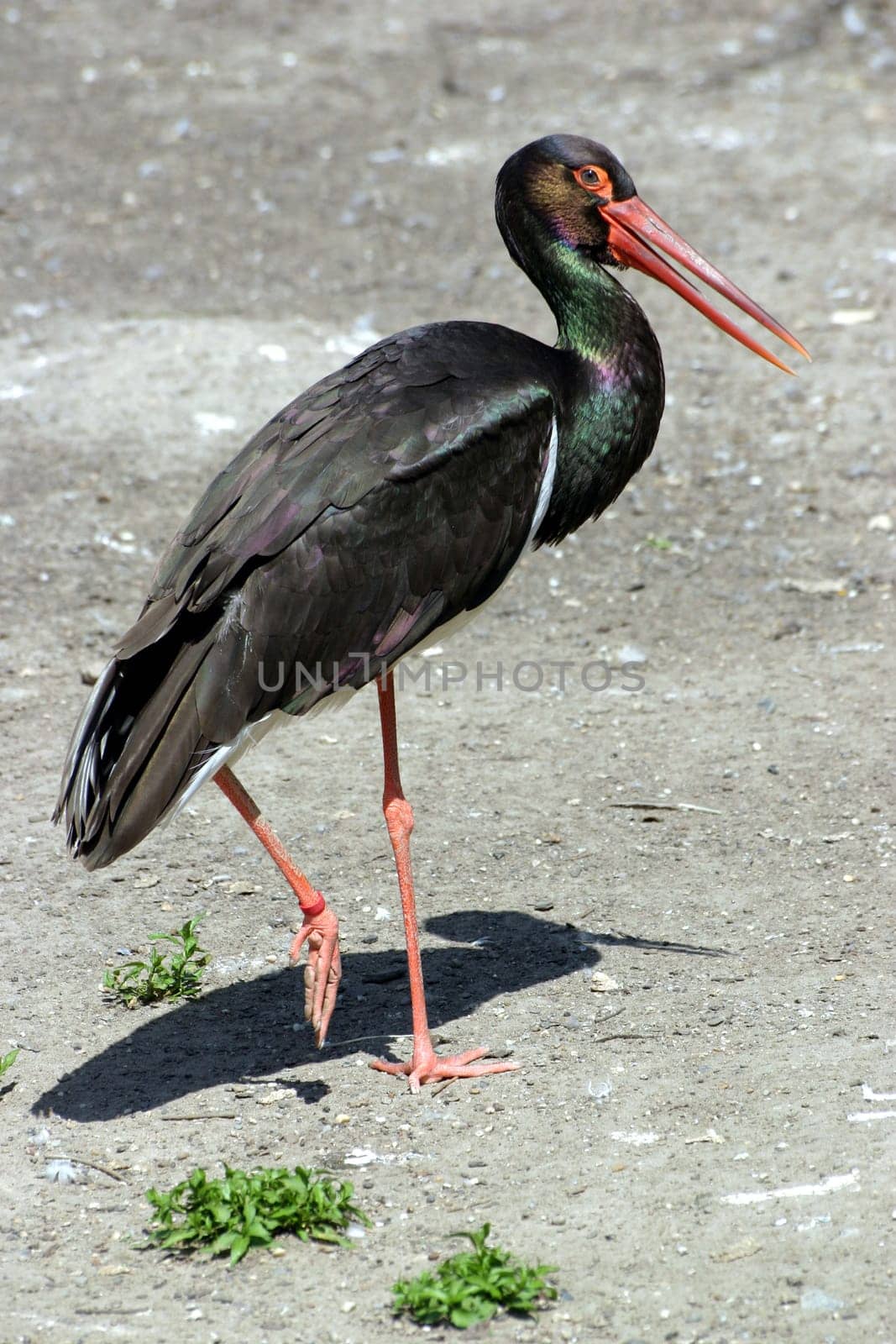 Black stork