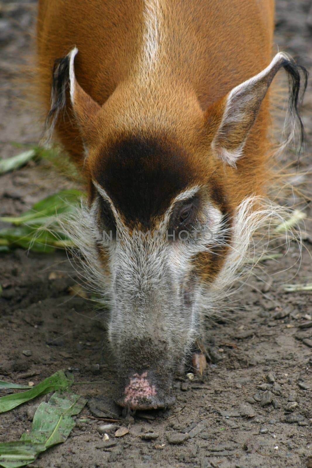 Brush-eared pig