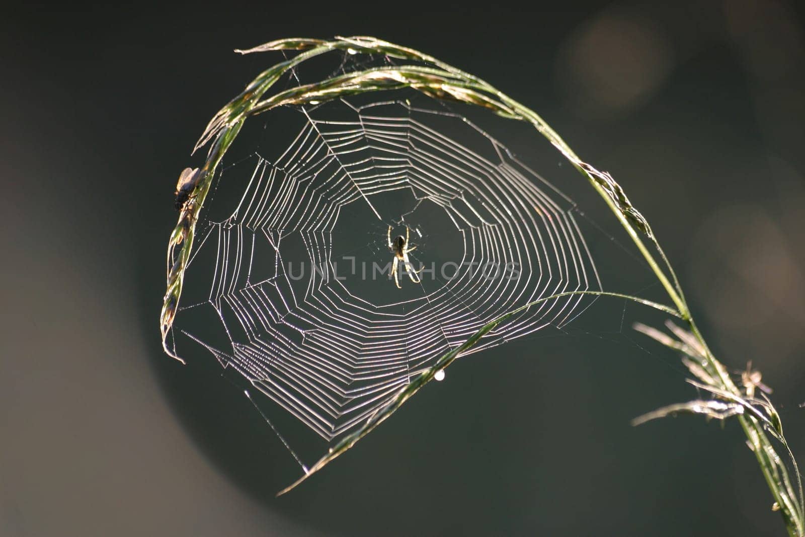 Cobweb