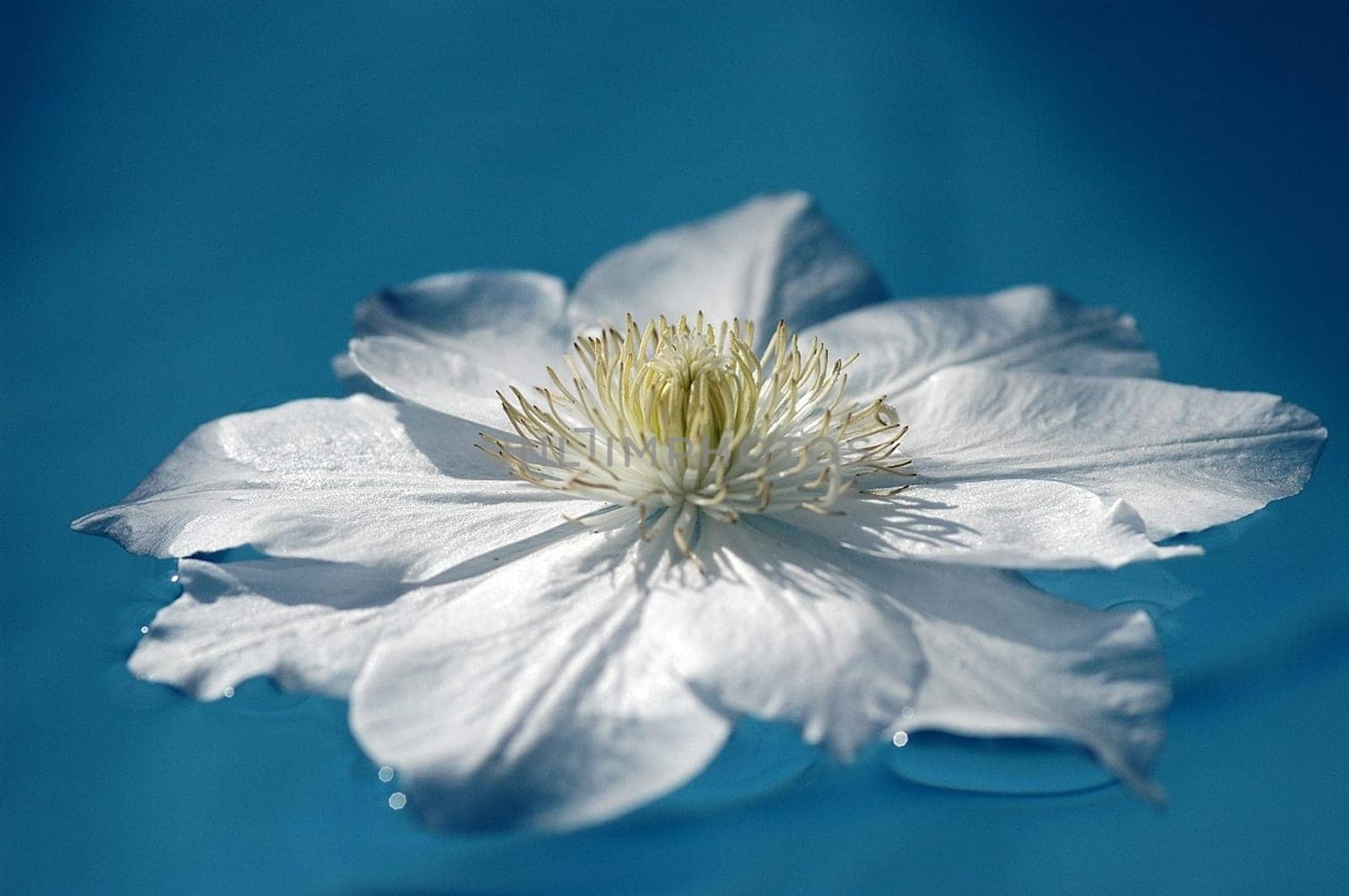 Water Flower