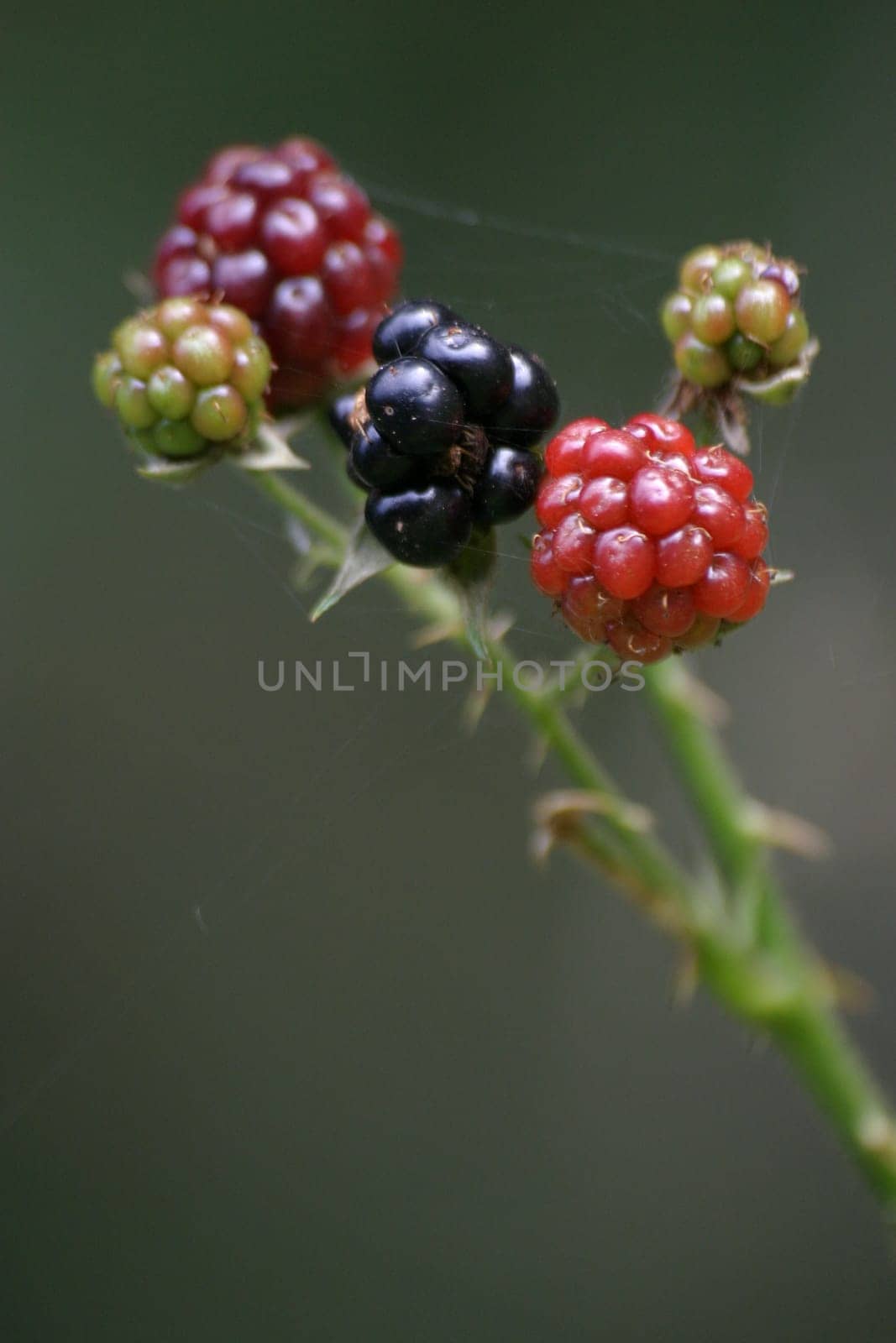 Blackberries