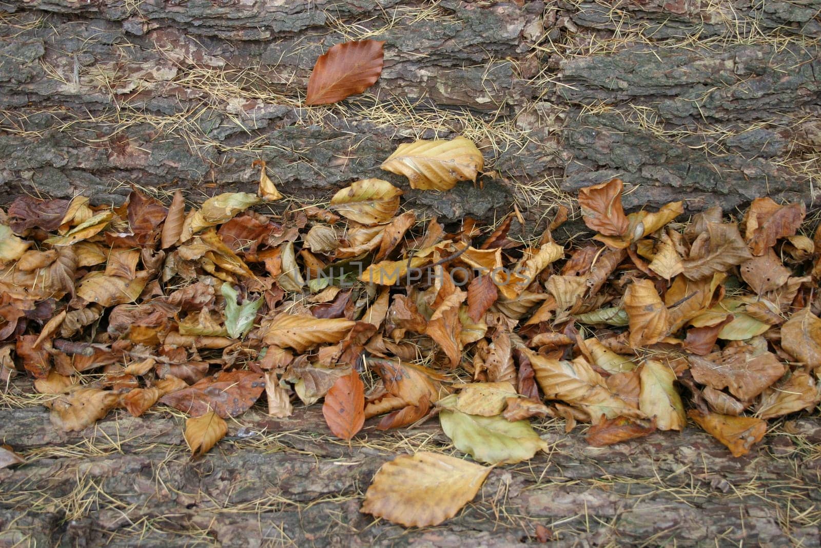 Autumn foliage