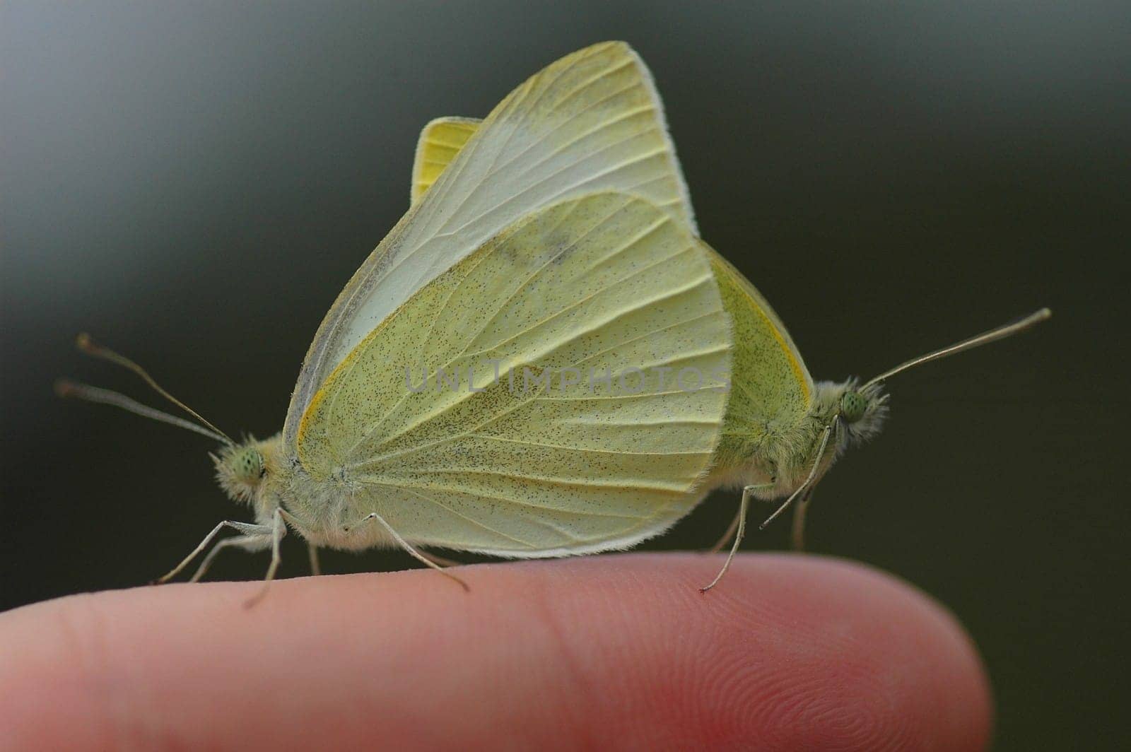 Butterflies provide offspring