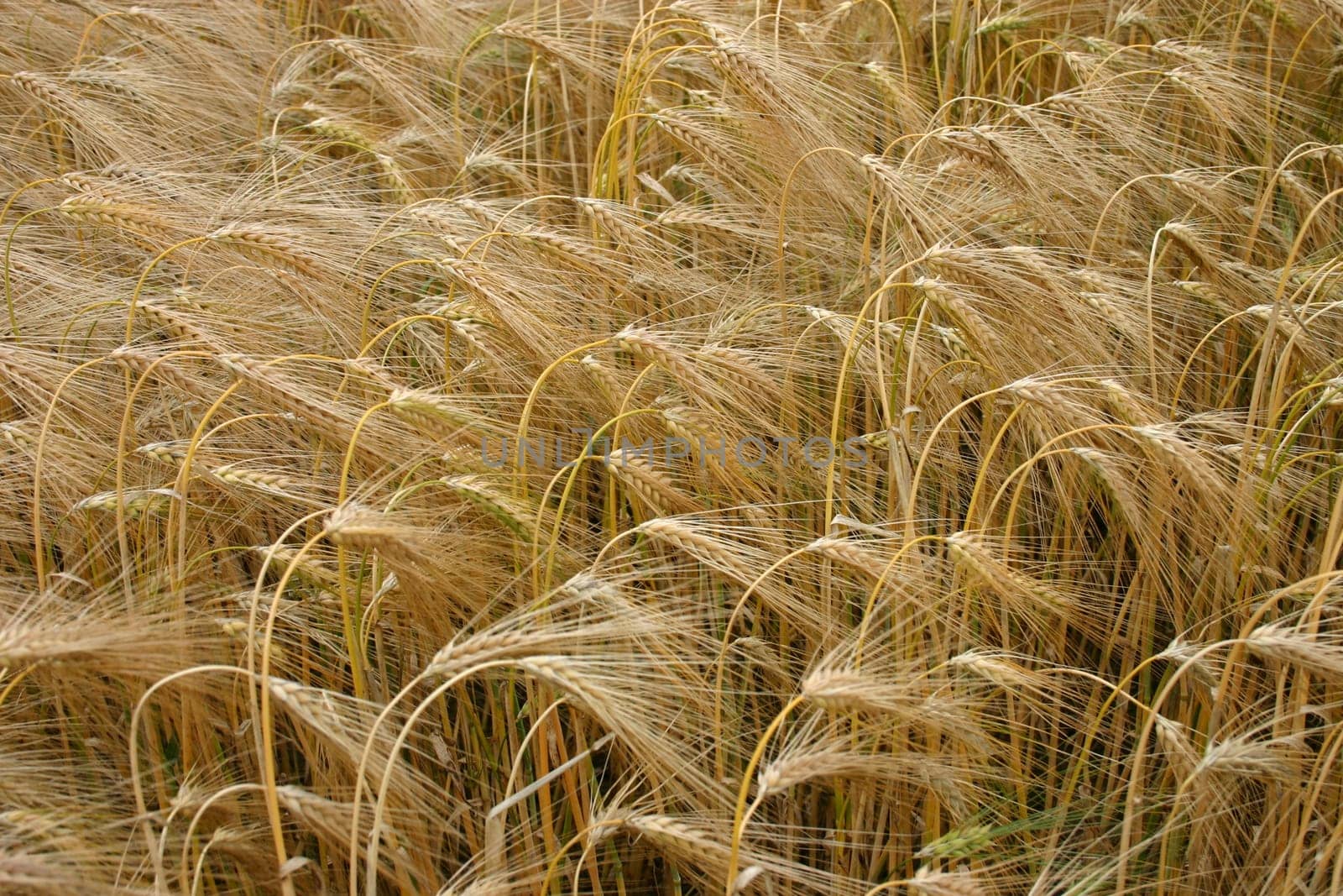 Ripe barley
