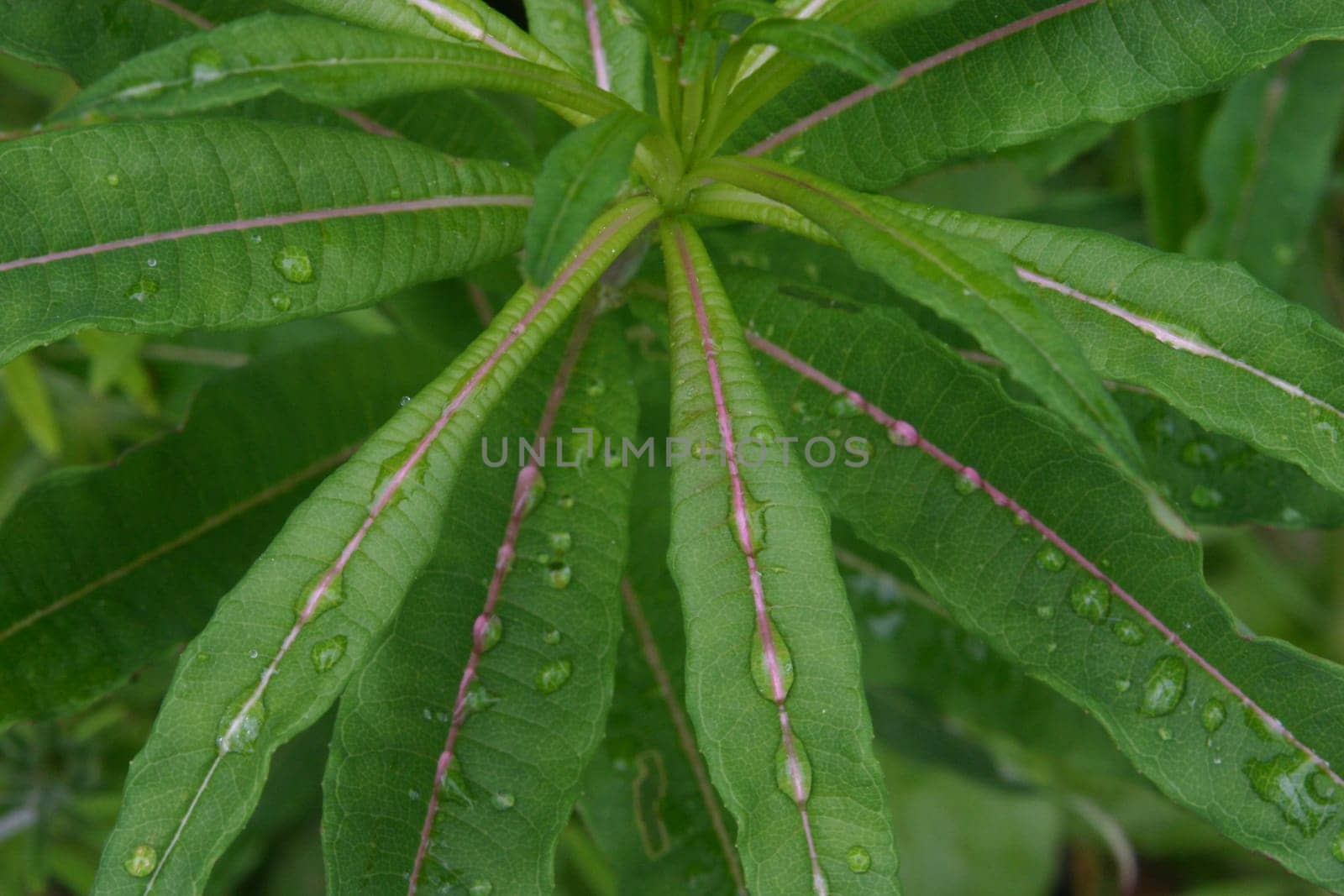 After the rain