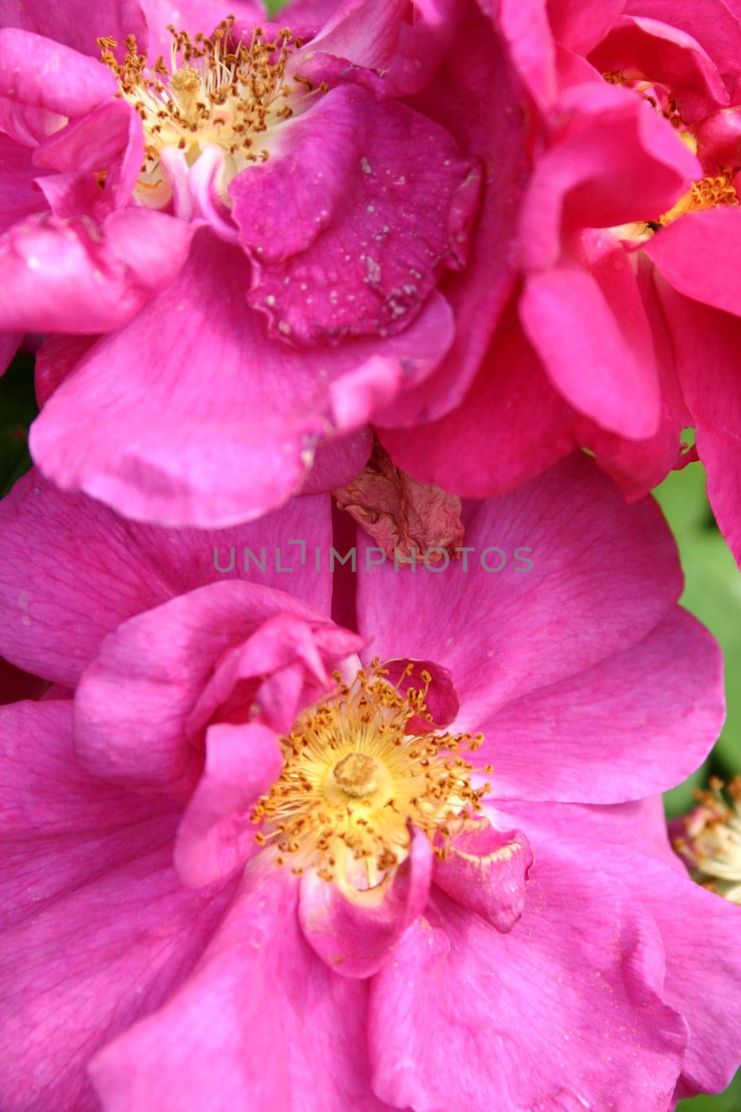 Pink Roses