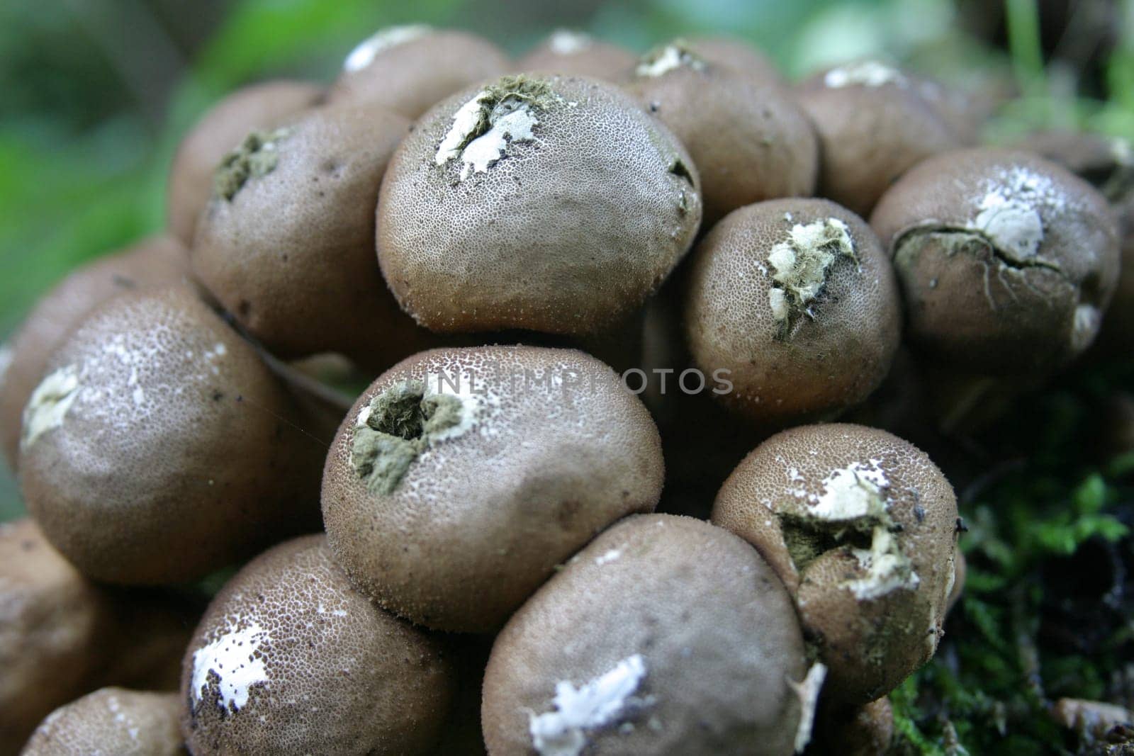 Pear dusts