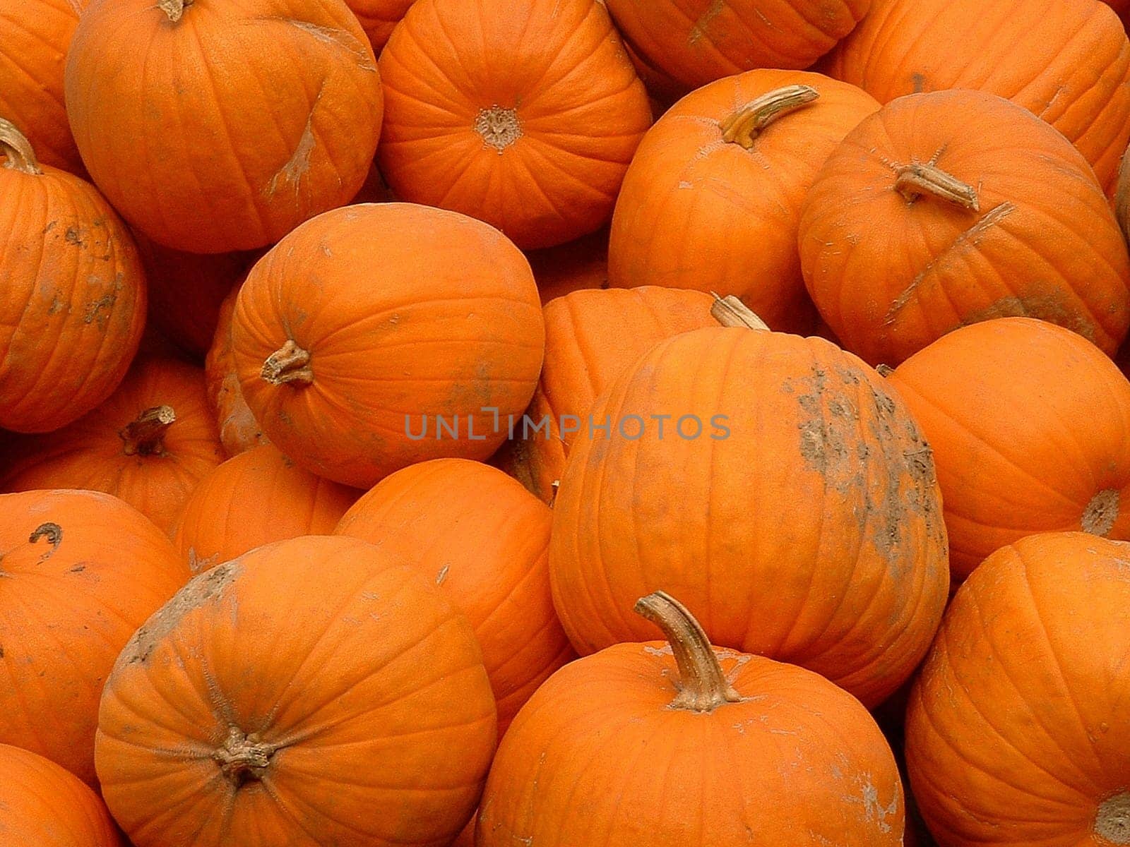 Pumpkins I