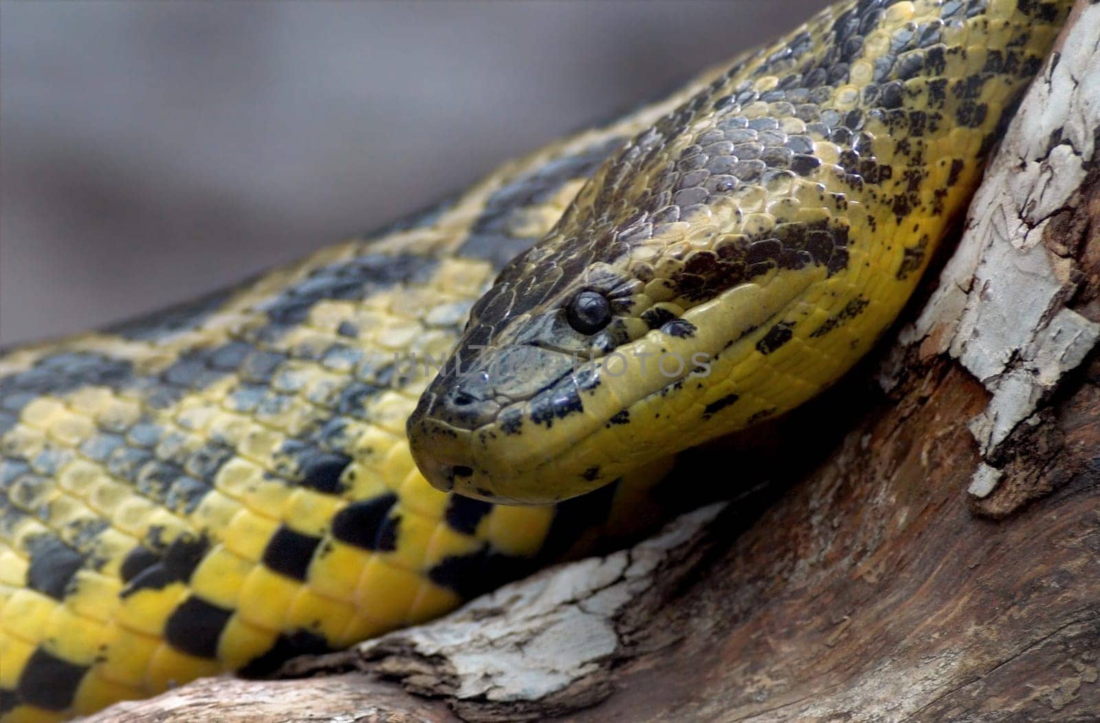 the yellow anaconda is a skilled hunter. Taken at Luisenpark in Mannheim +++ Nikon D70  90 mm + 2-way converter  F 5.6 (eff.)  1/80 sec  ISO 800  Monopod