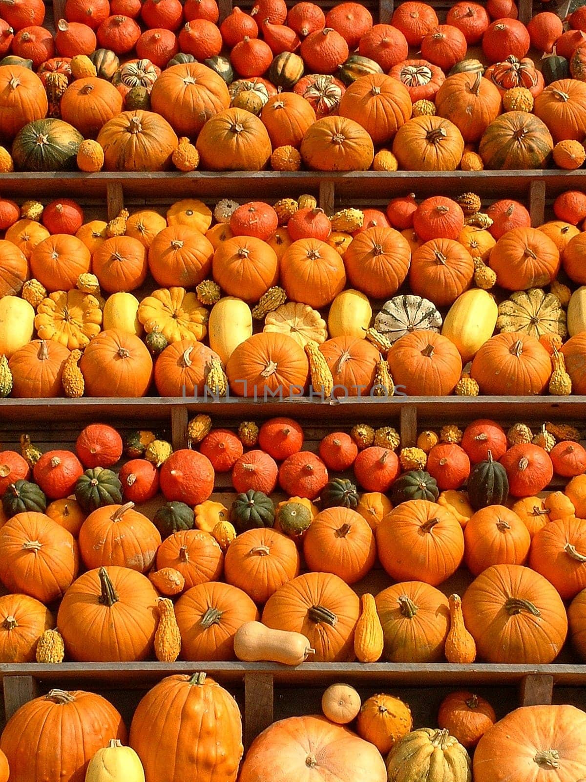 Pumpkins III