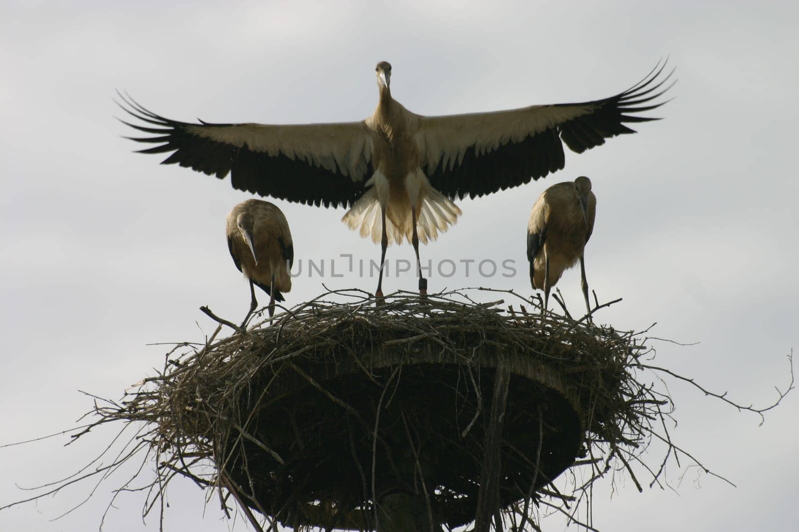 Stork's nest