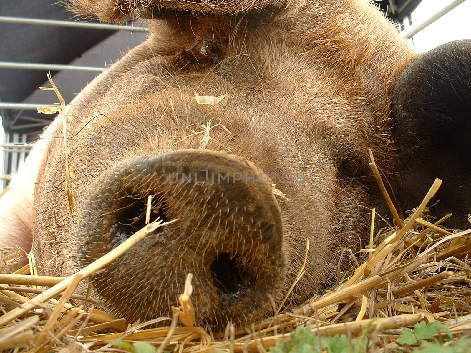 Lazy sow