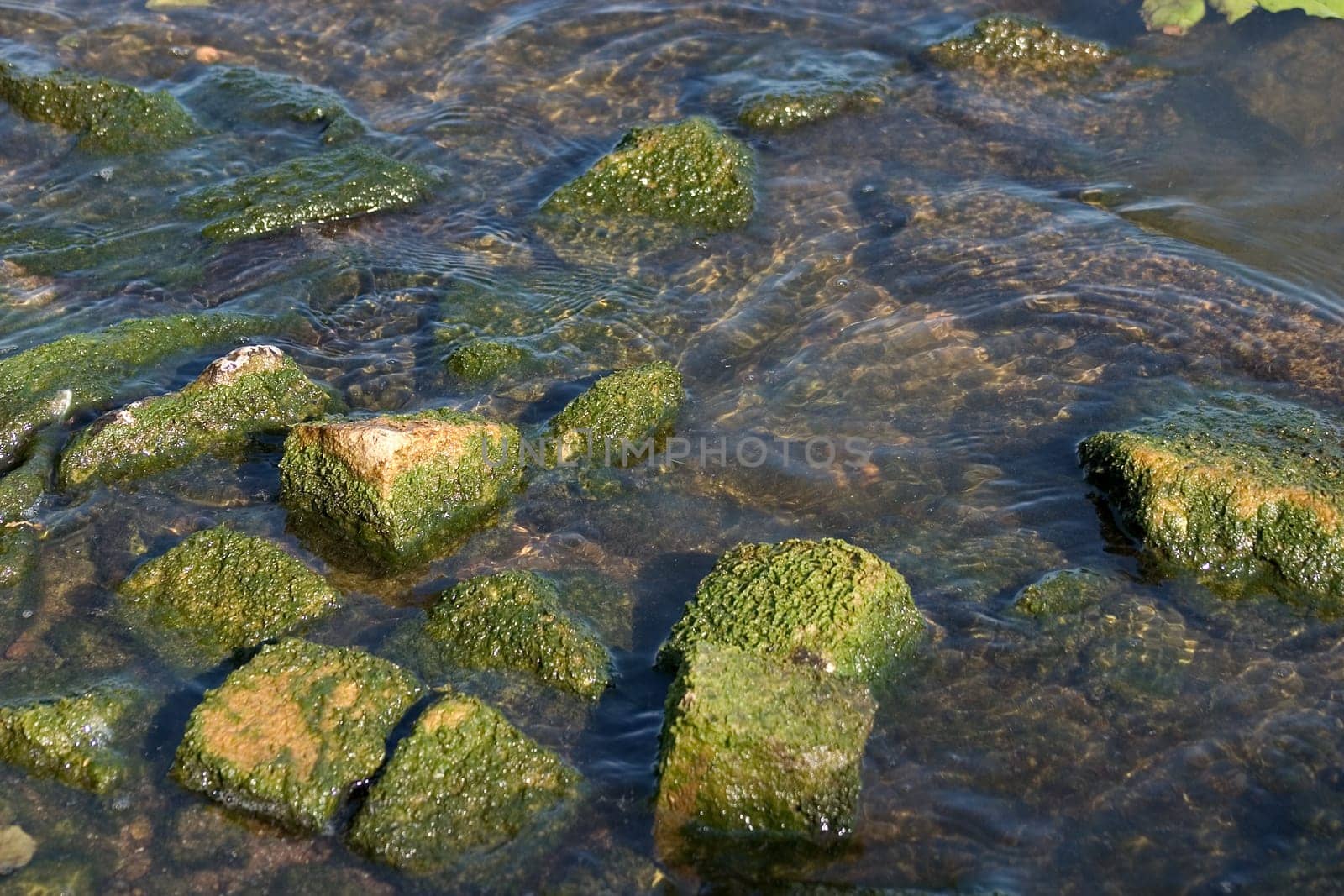 Overgrown stones 03