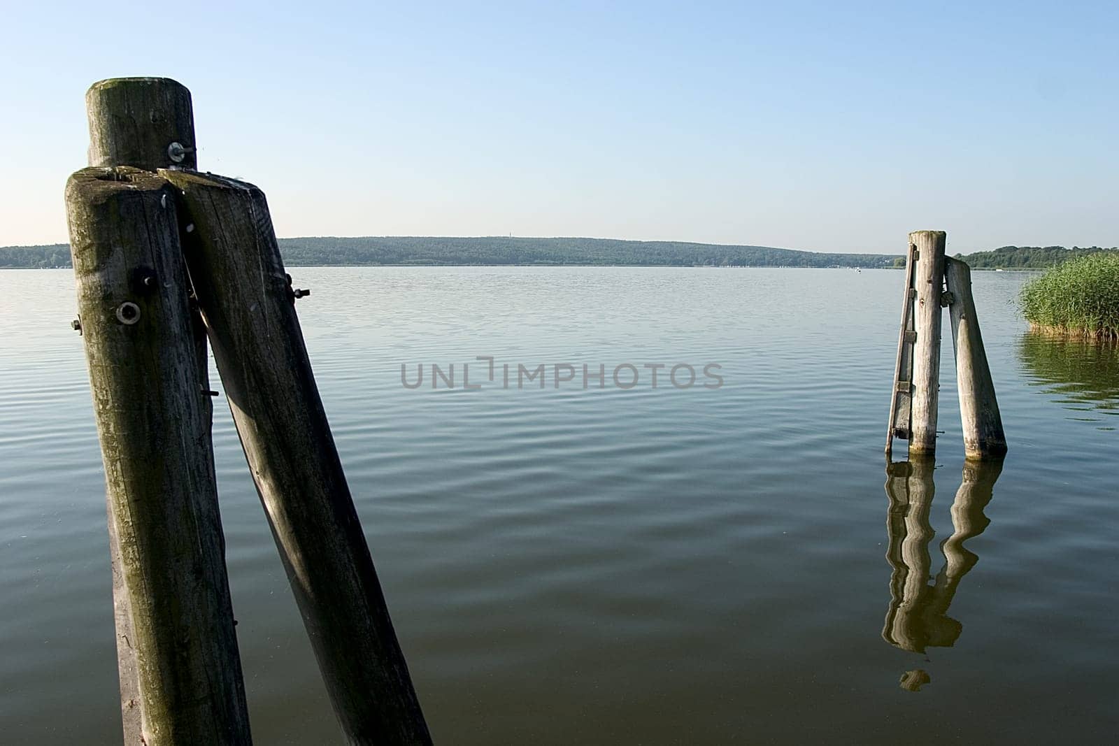 Dolphins in the lake 01