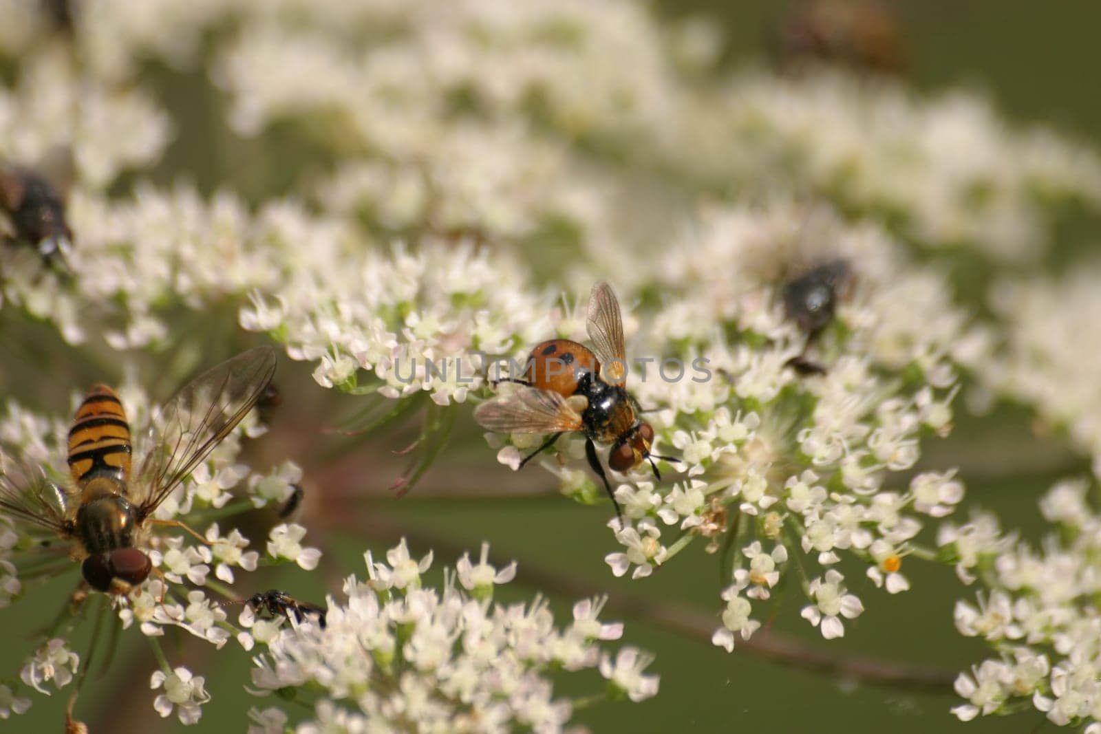 Gymnosoma rotundatum - this species of fly has no German name known to me