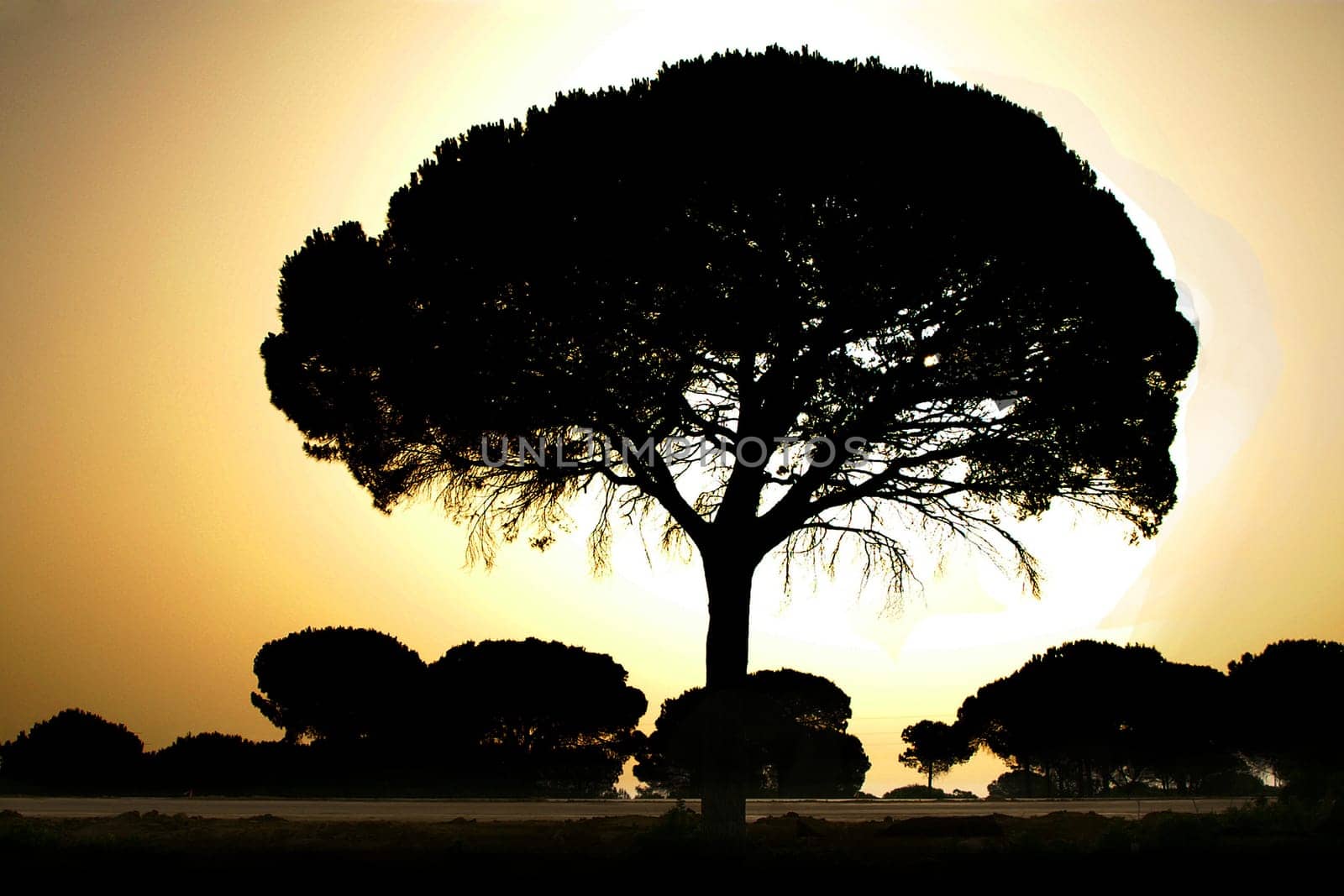 is a pine plant and usually grows to a height of 12-20 m,sometimes up to 25 m. The umbrella shape of the crown is typical. Pine was already cultivated in ancient times primarily for its seeds,pine nuts,which serve culinary purposes. D