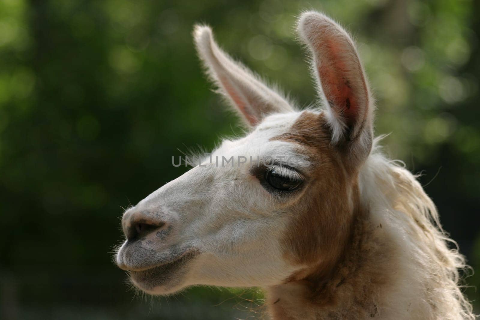 Lama Portrait