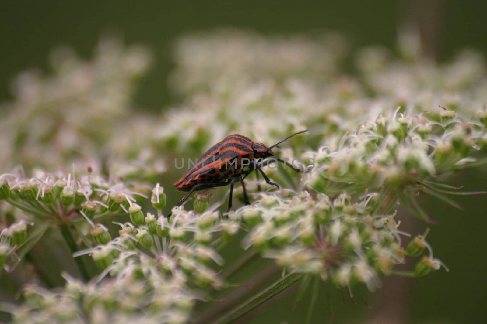 Striped bug