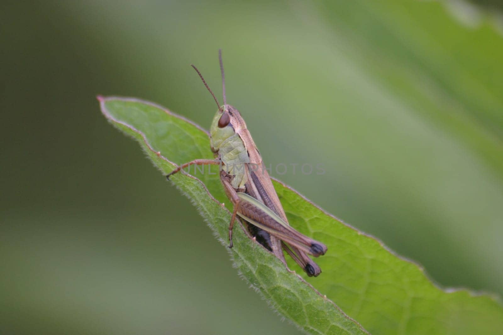 Grasshopper