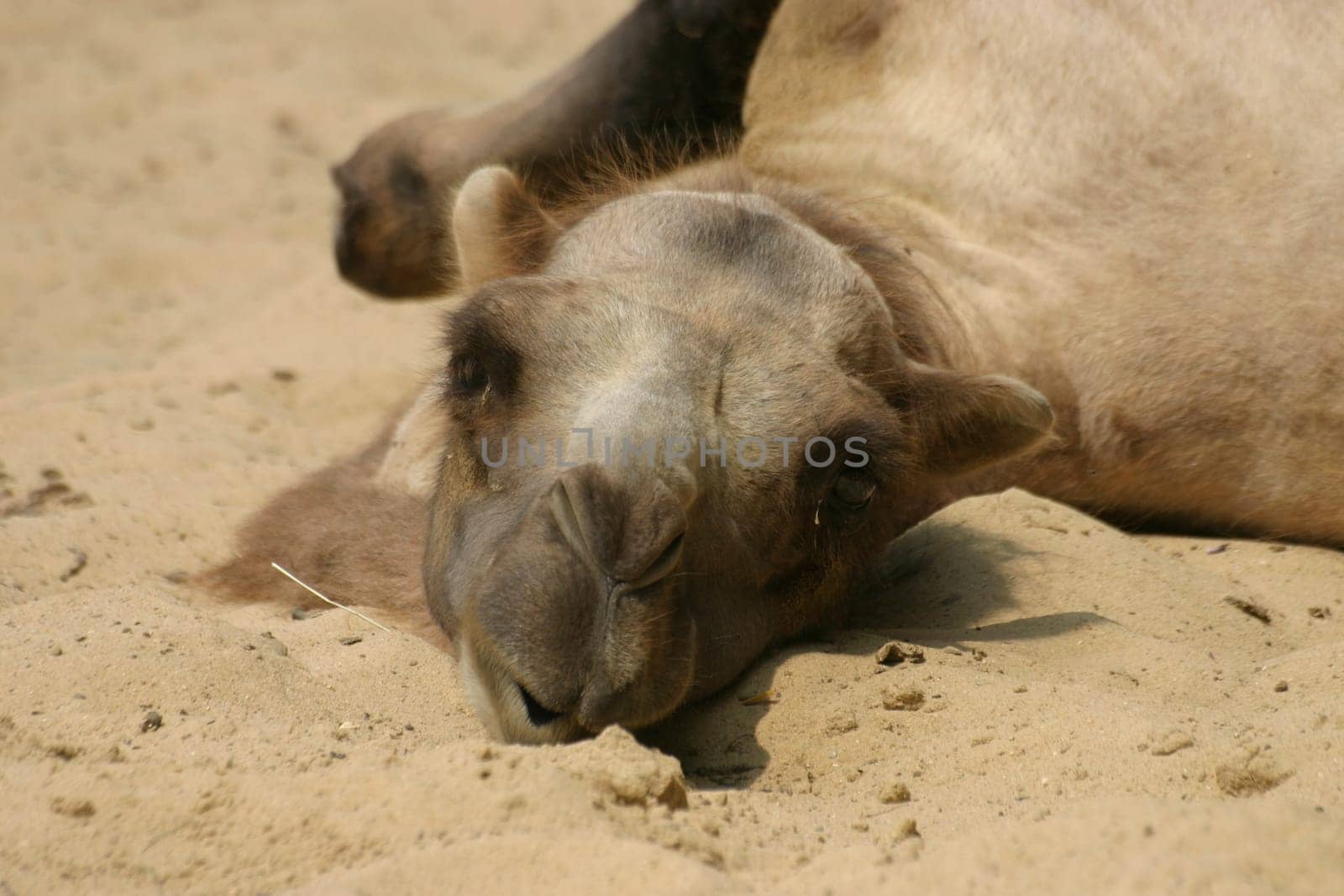 Camel