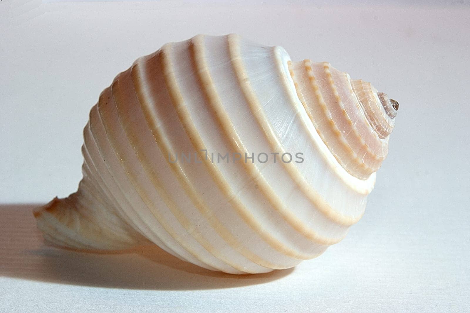 Mussel 05