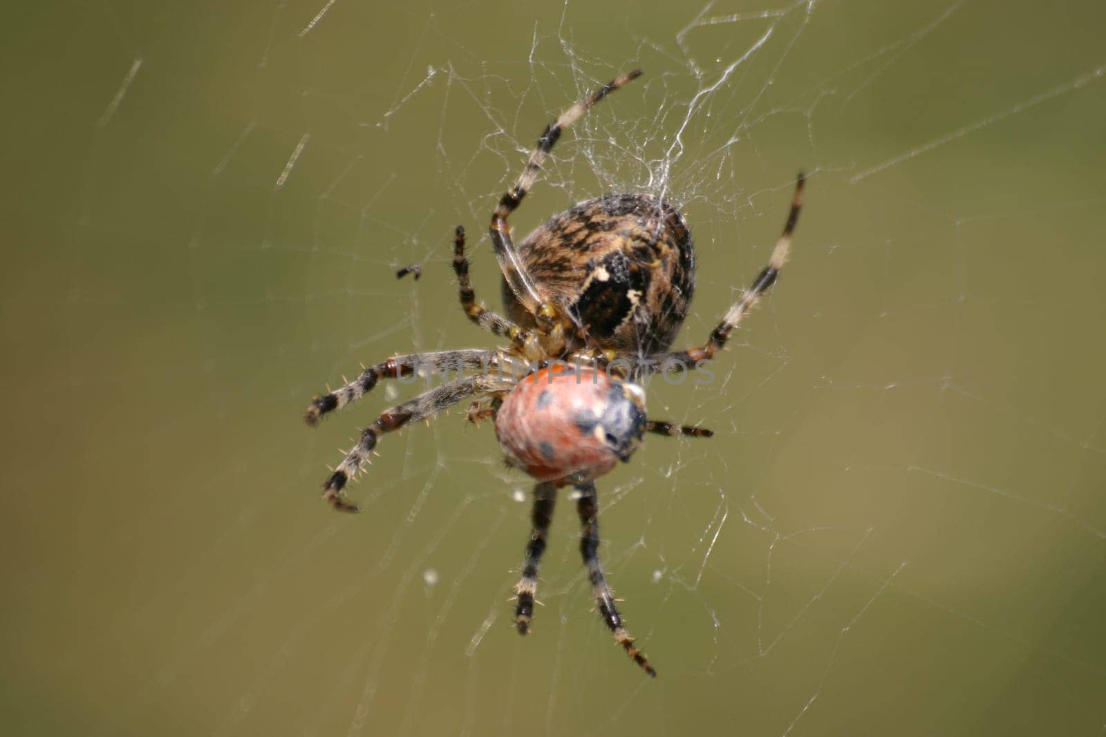 Cross spider with prey