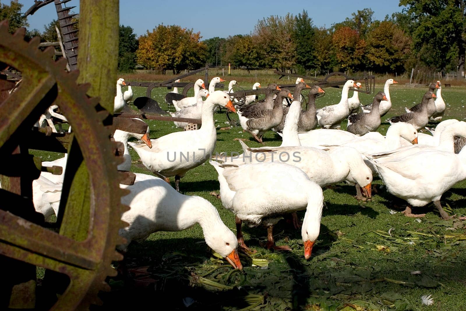 Geese 01