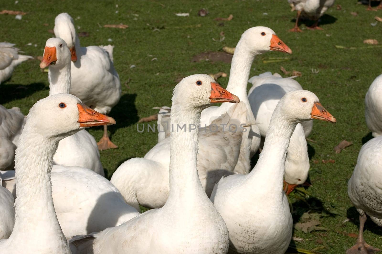 Geese 06