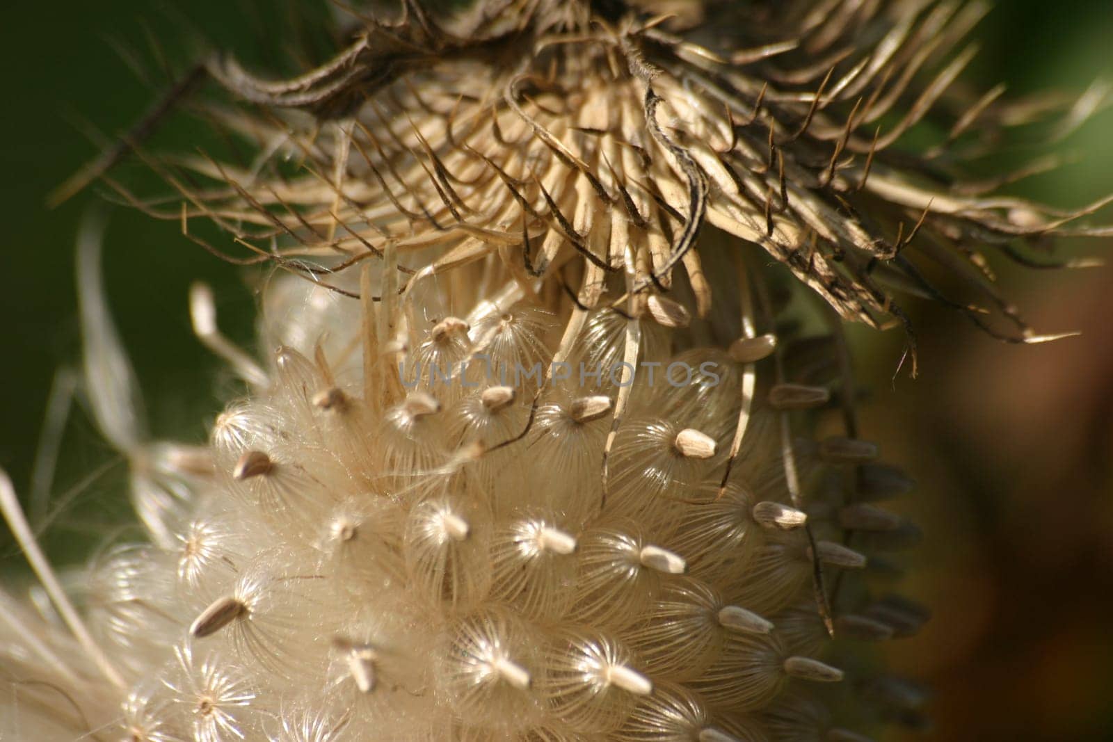 Thistle seed head