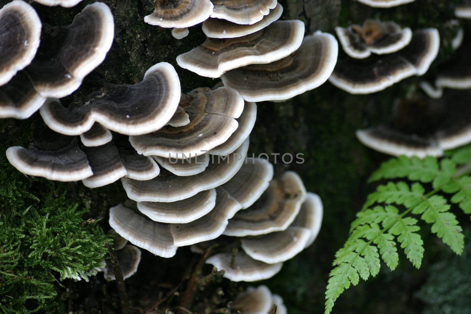 Tree fungi