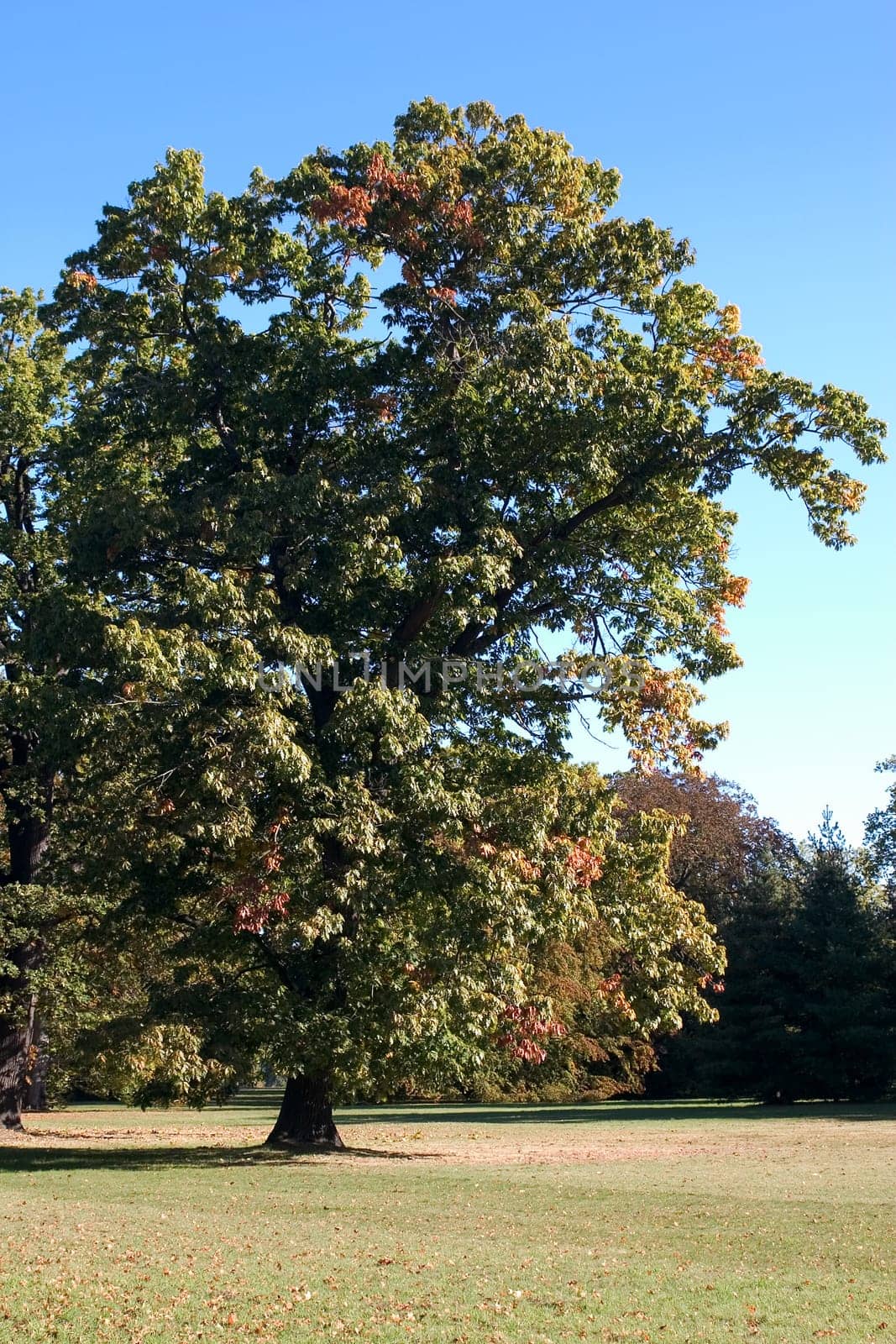 In the Park 03