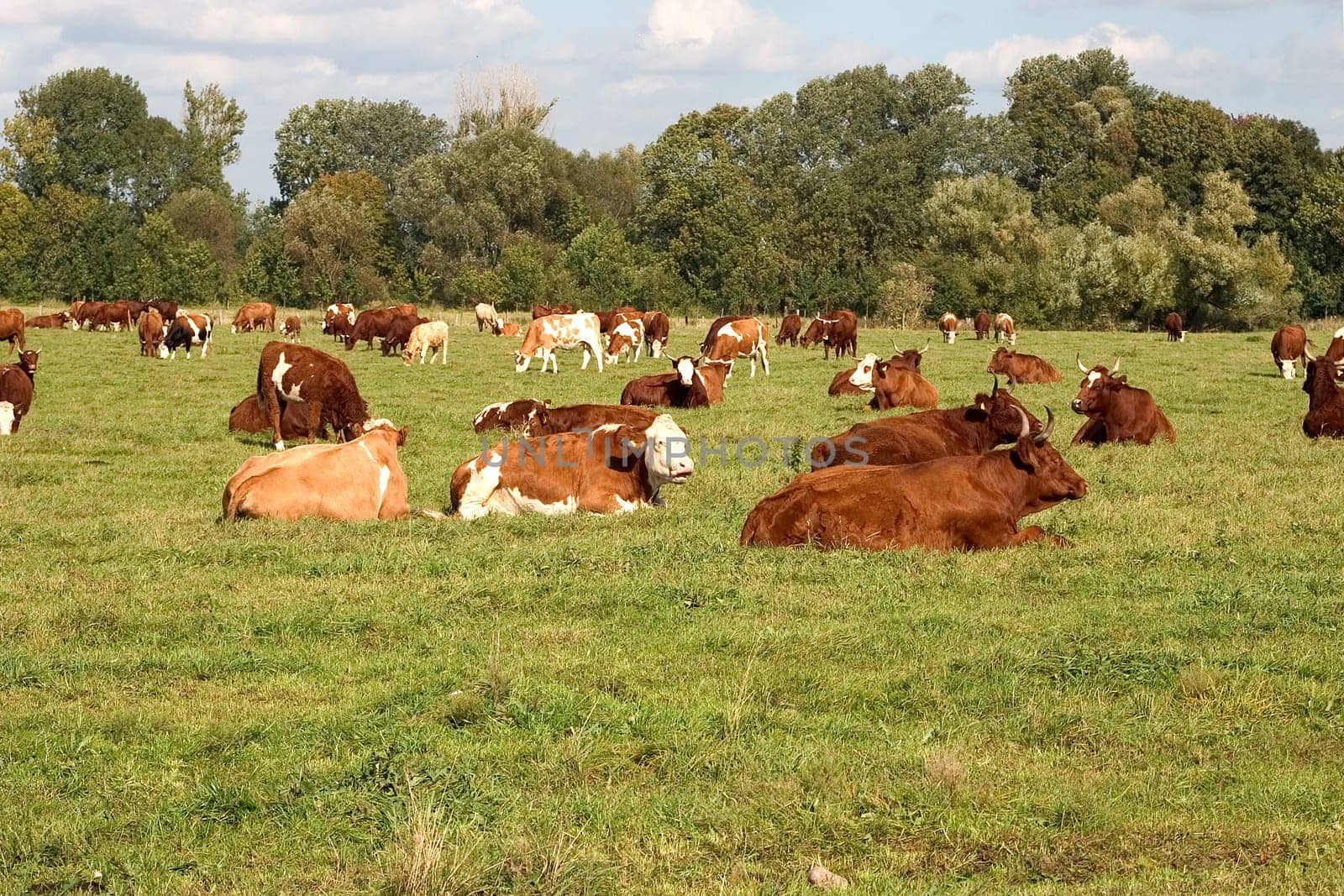 Cows in the pasture