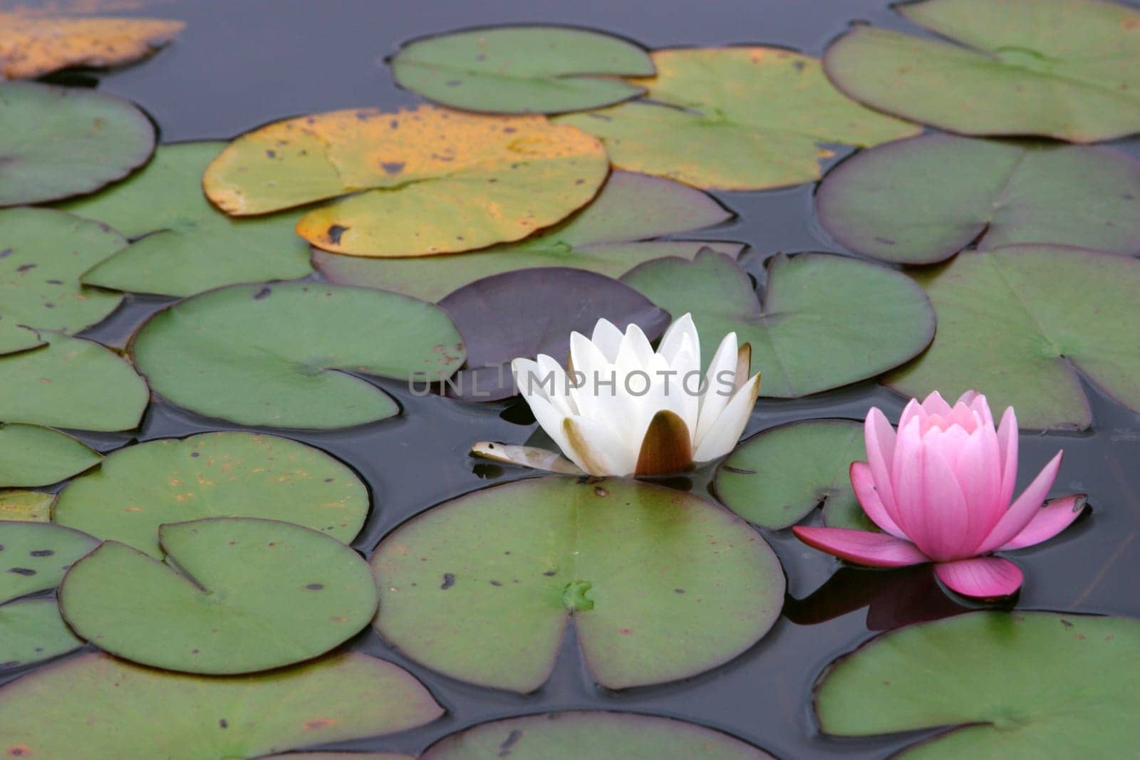 Nymphaea 2