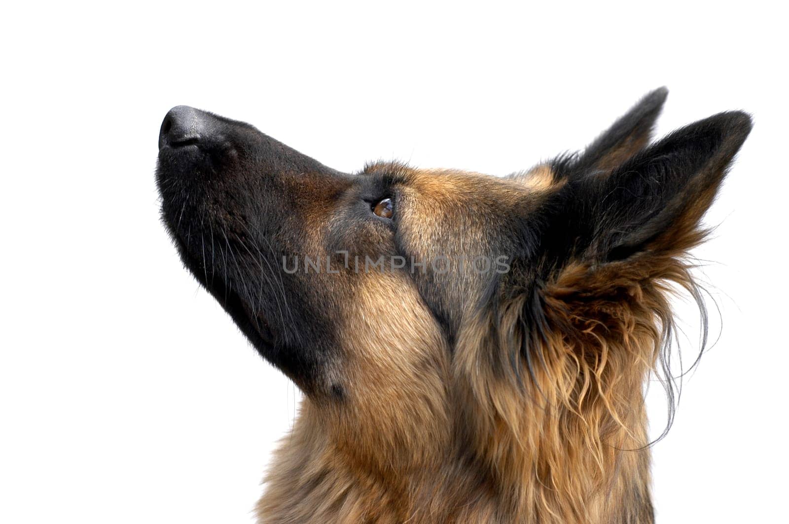 Sheepdog