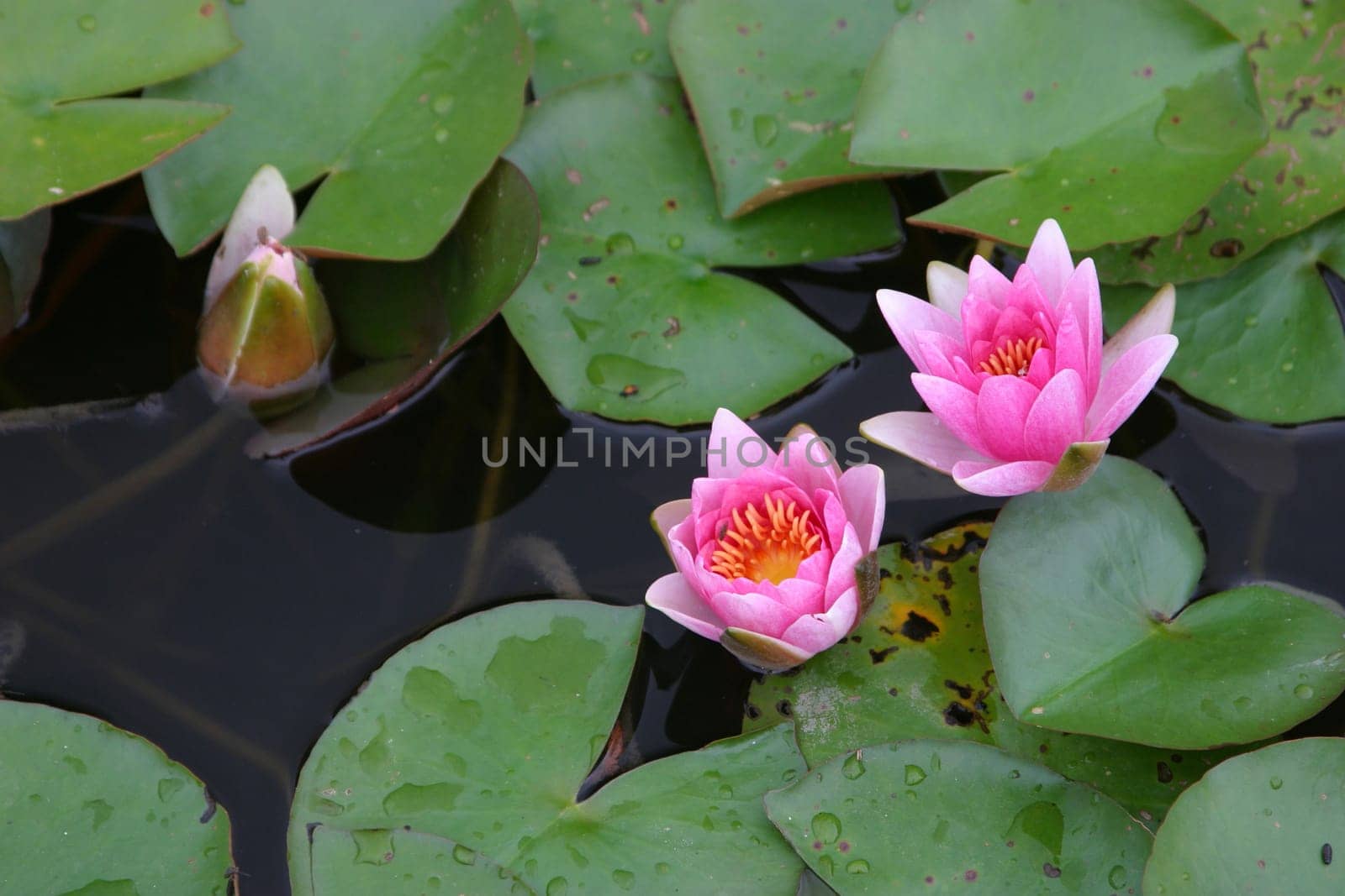 Nymphaea 5