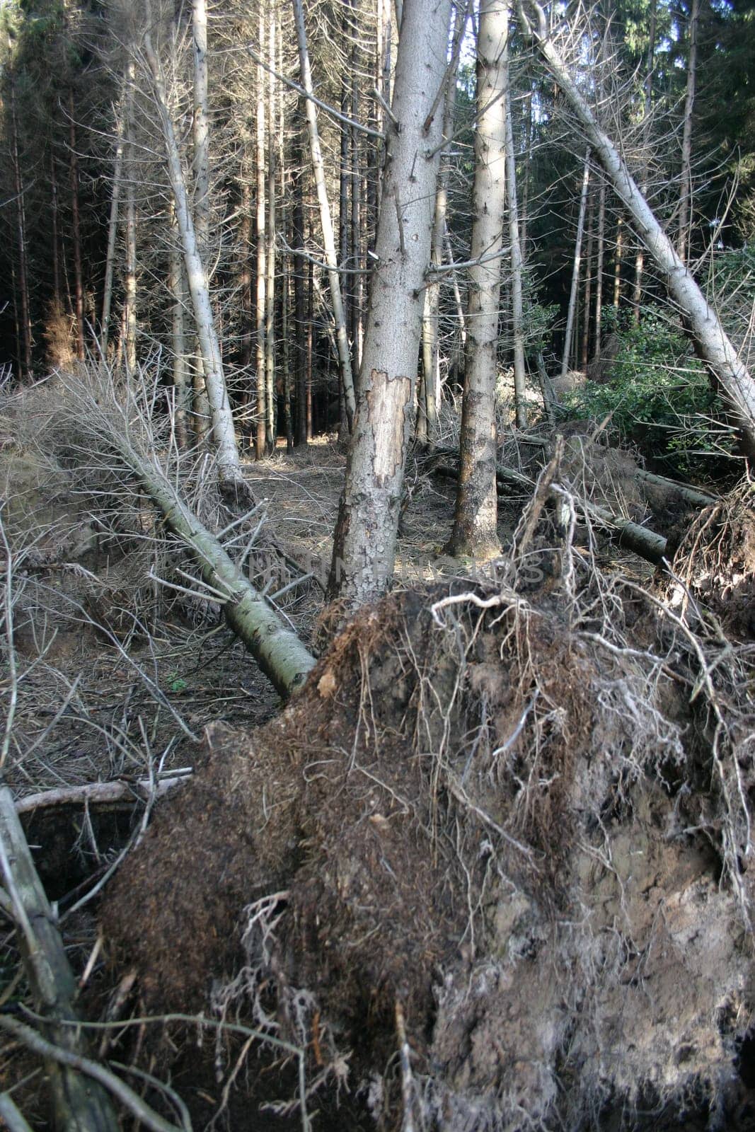 Windbreak 1