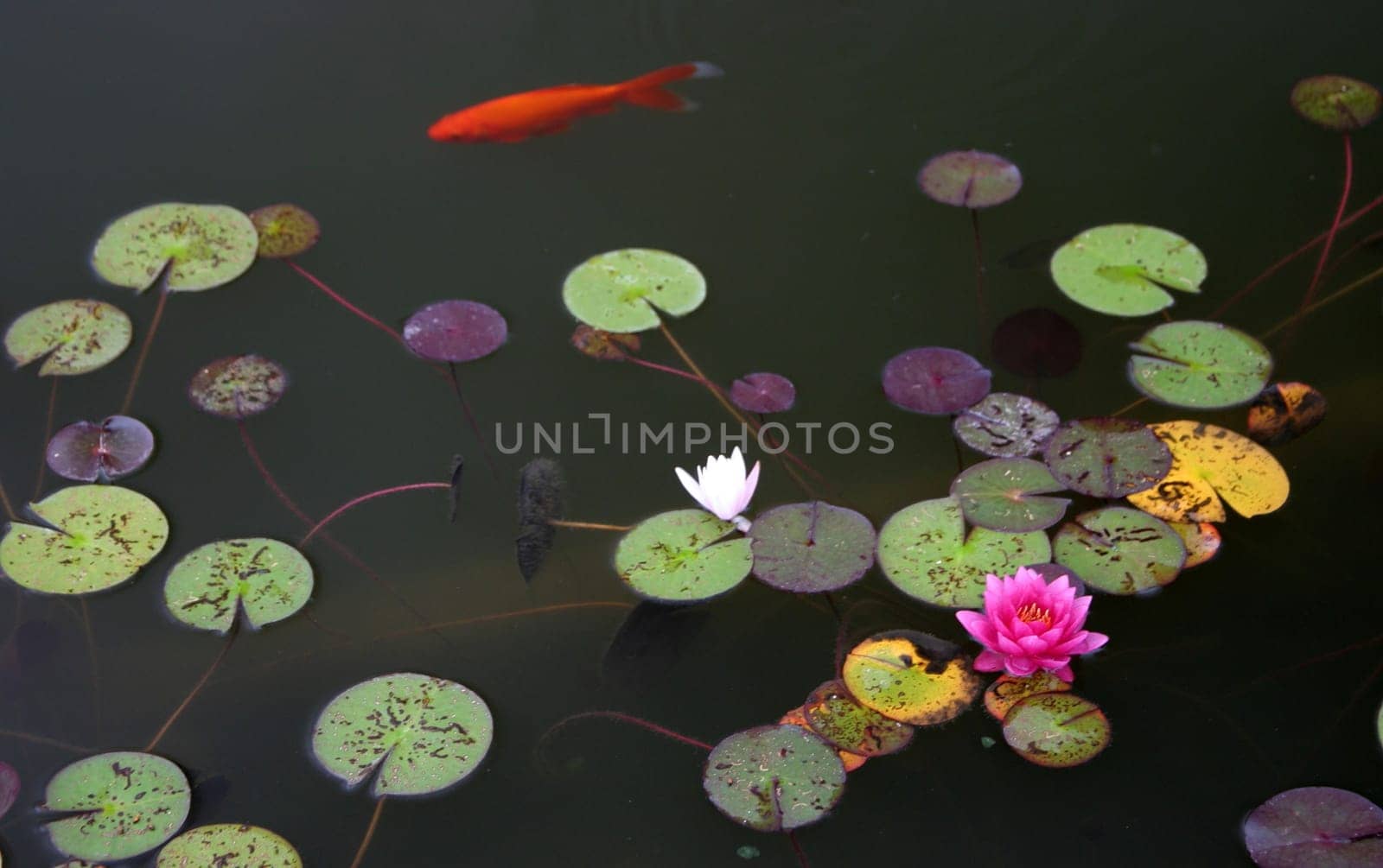 Water lilies