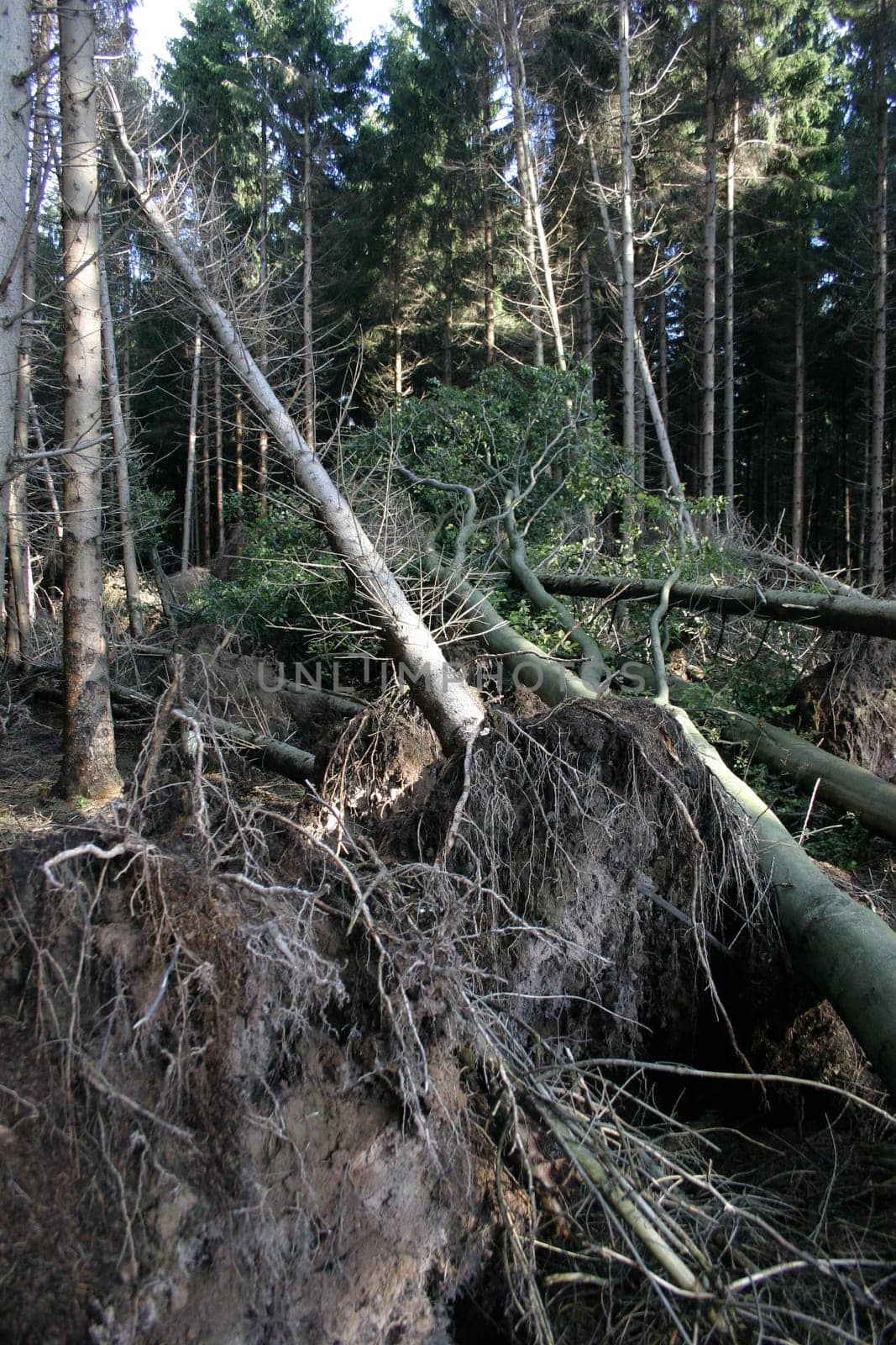 Windbreak 2