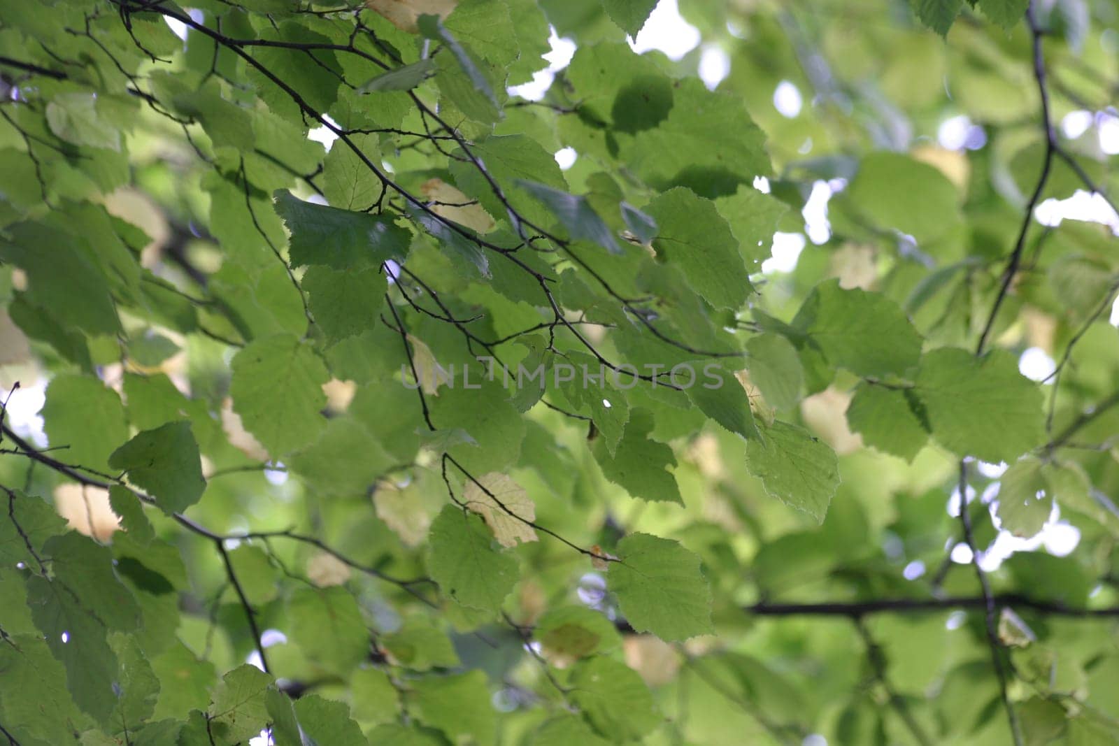 Canopy